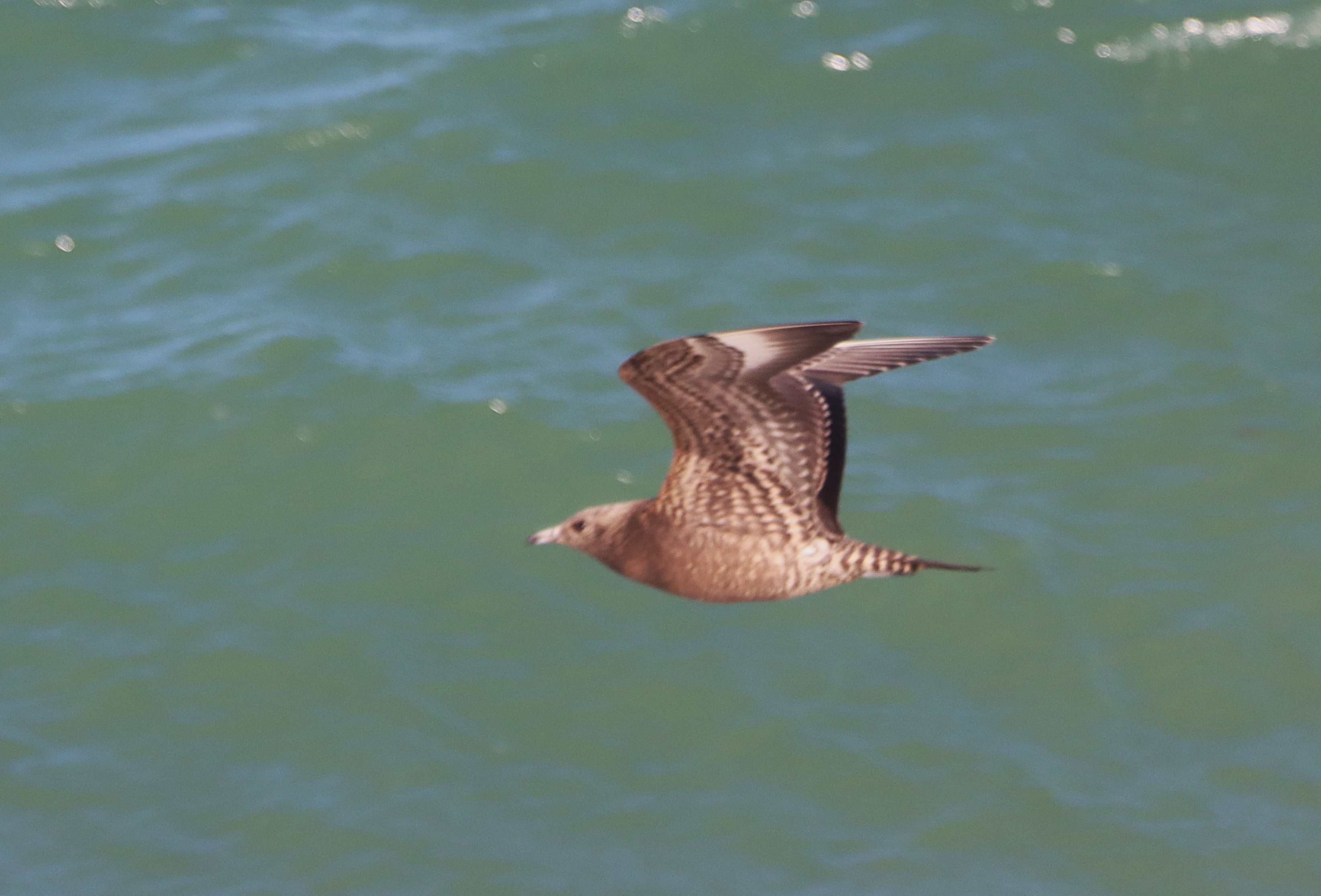 Arctic Skua - 16-10-2026