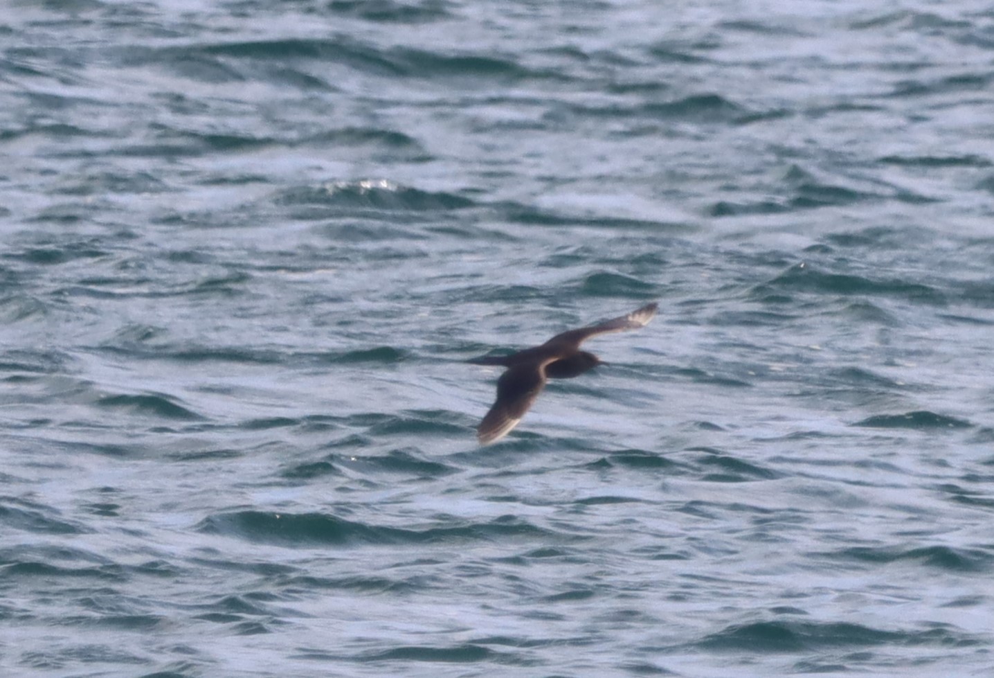 Arctic Skua - 18-09-2023