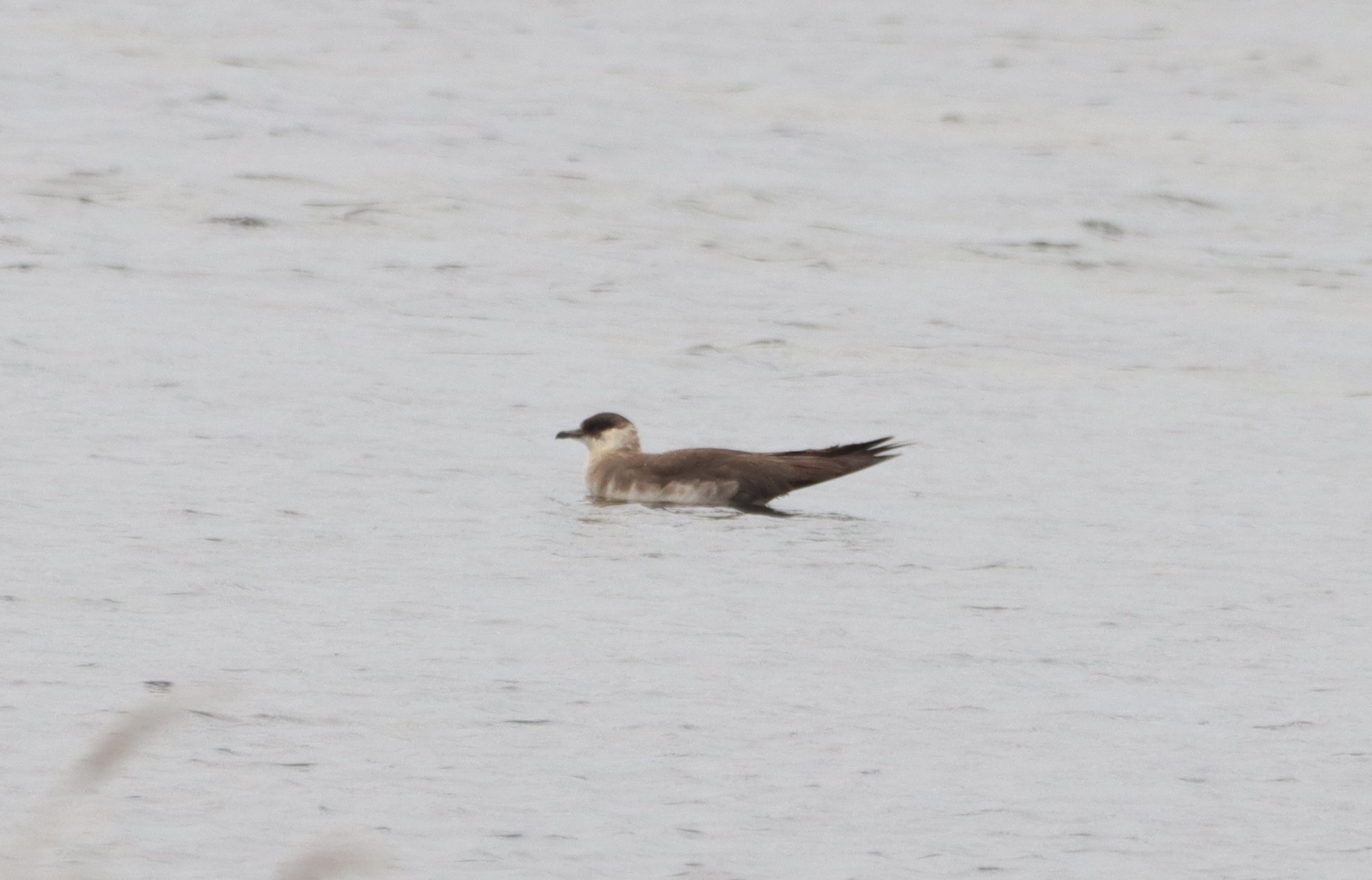 Arctic Skua - 20-09-2025