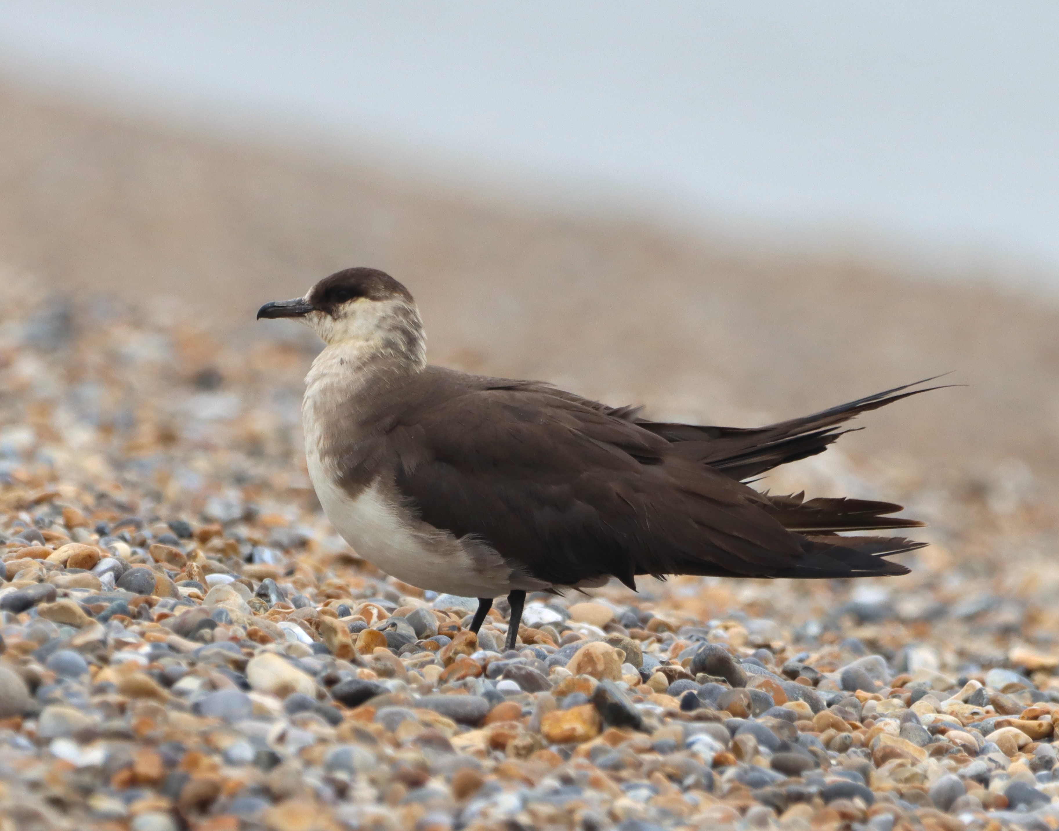 Arctic Skua - 20-09-2025