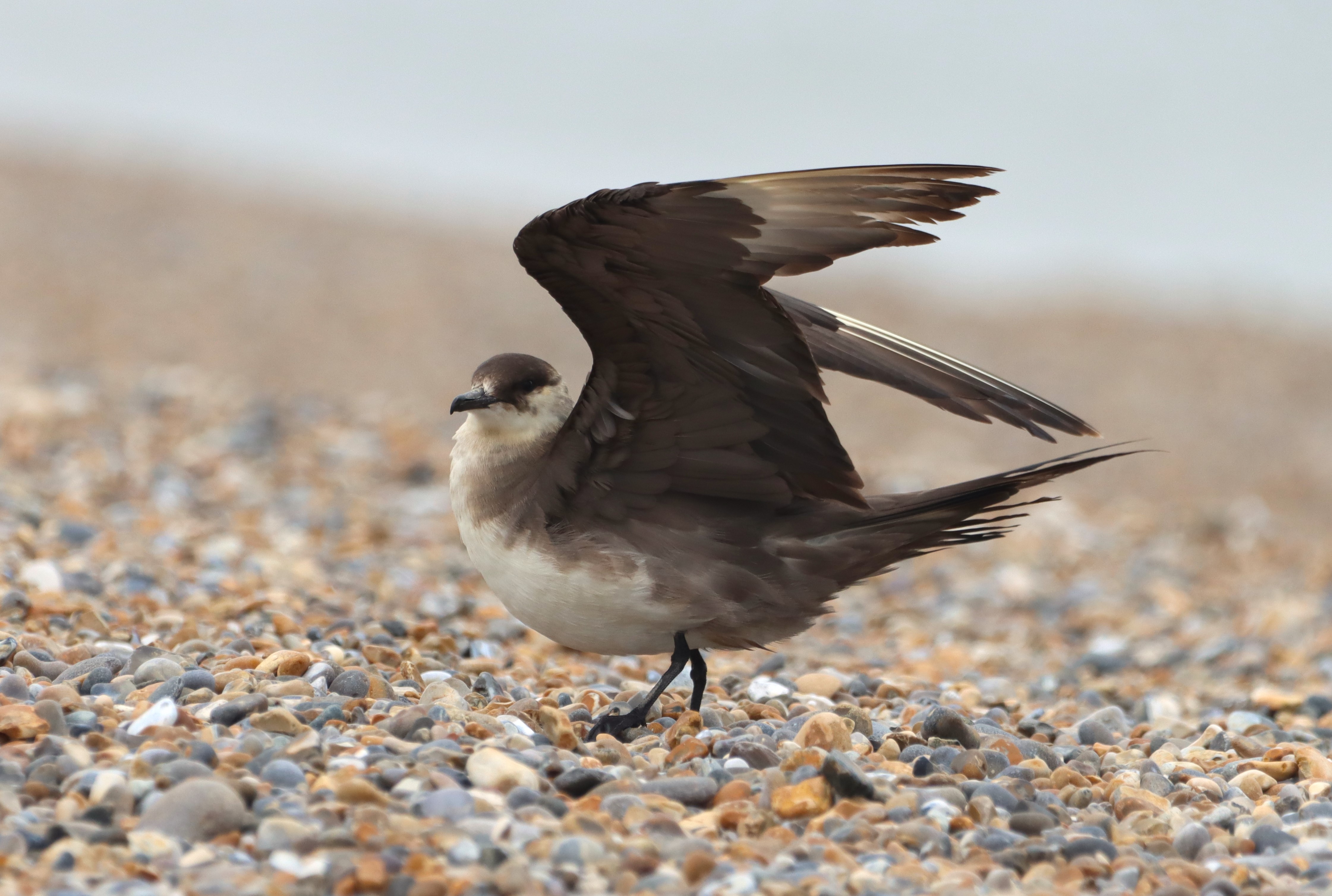 Arctic Skua - 20-09-2025