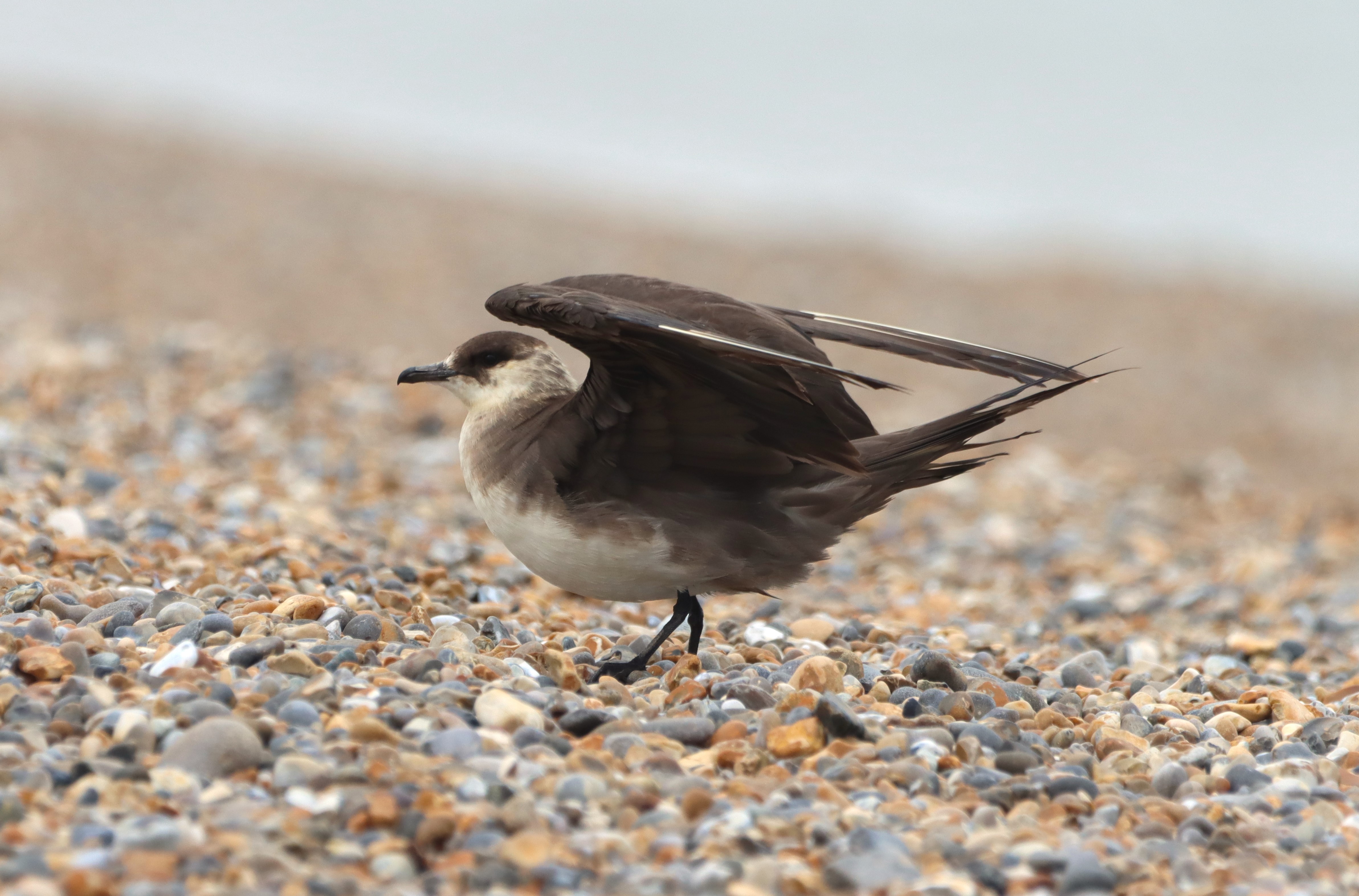 Arctic Skua - 20-09-2025