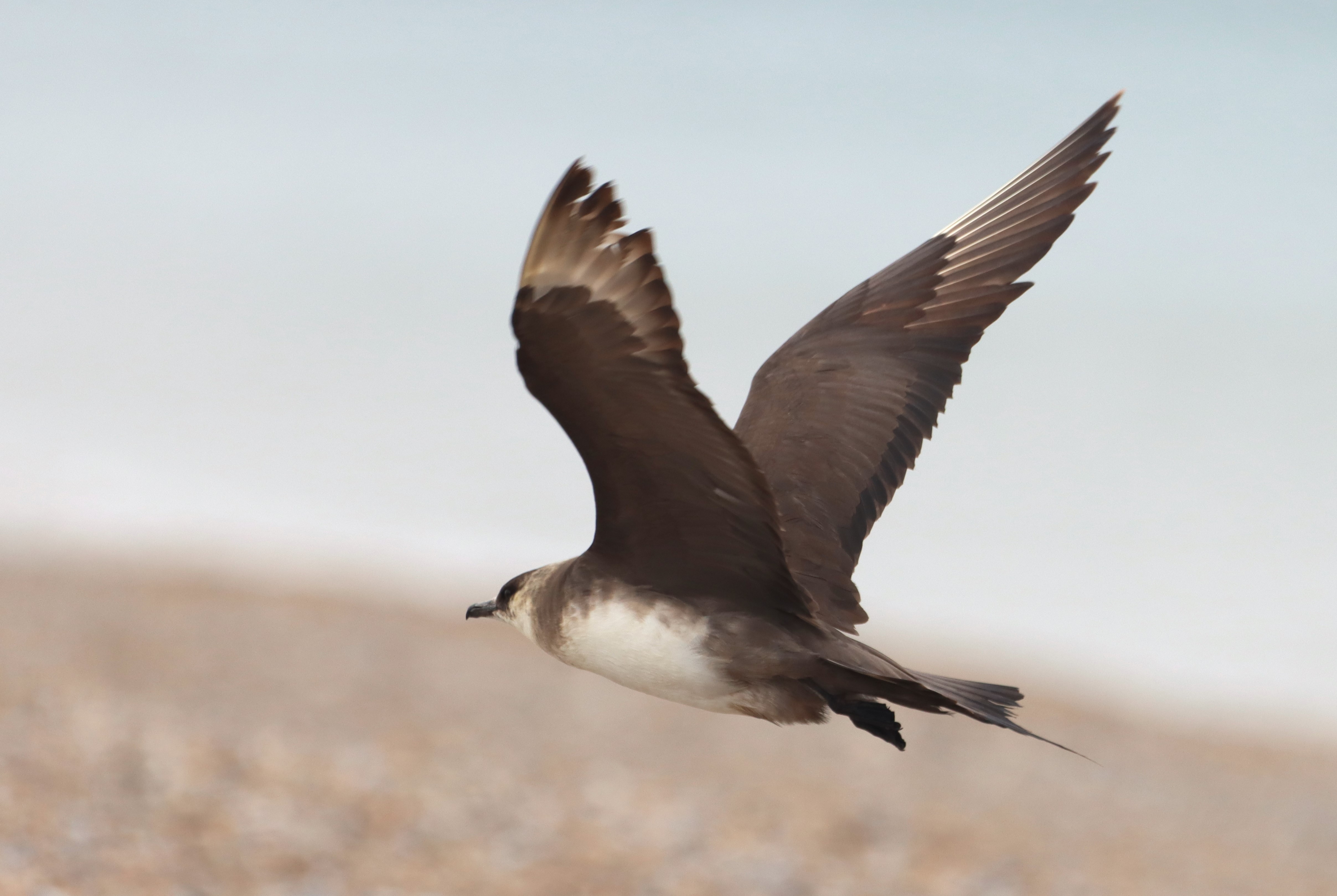 Arctic Skua - 20-09-2025