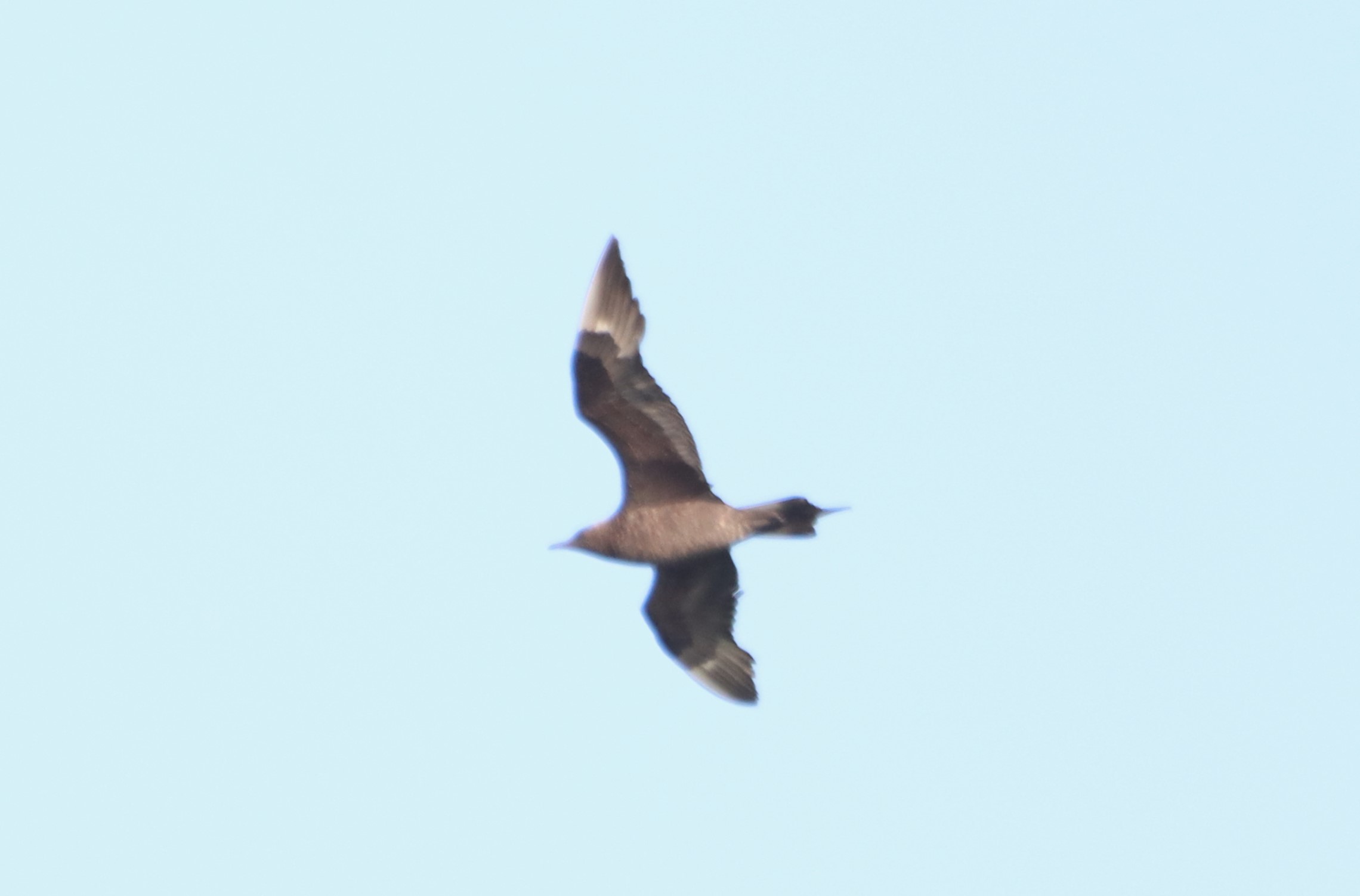 Arctic Skua - 23-08-2024