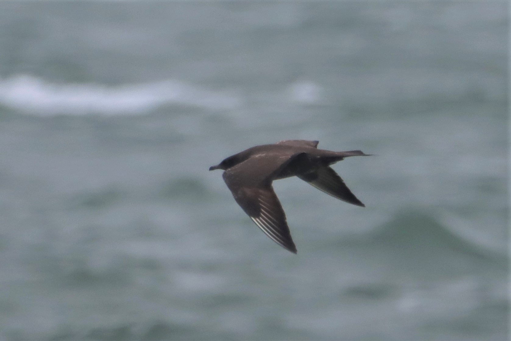 Arctic Skua - 27-06-2021