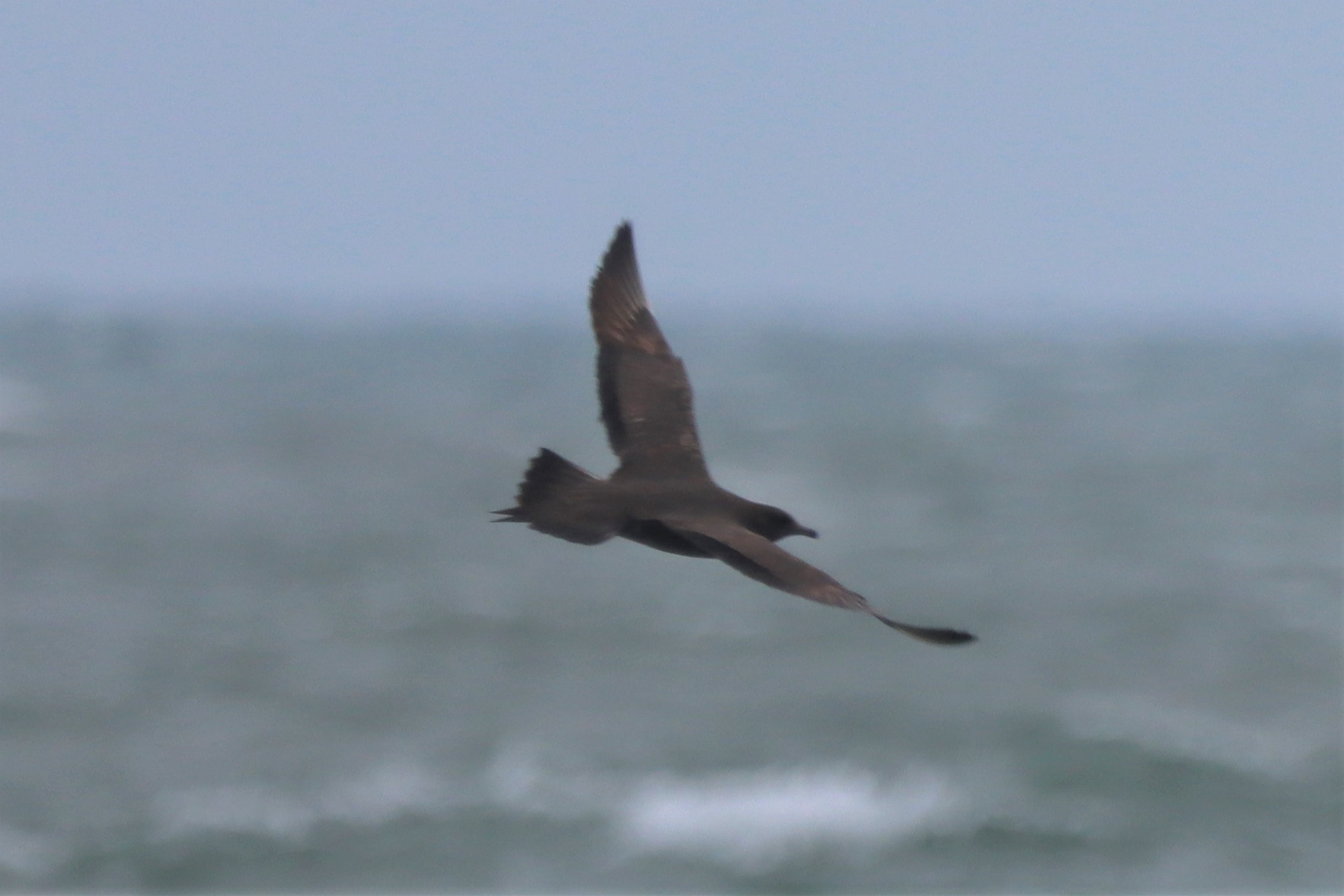 Arctic Skua - 27-06-2021