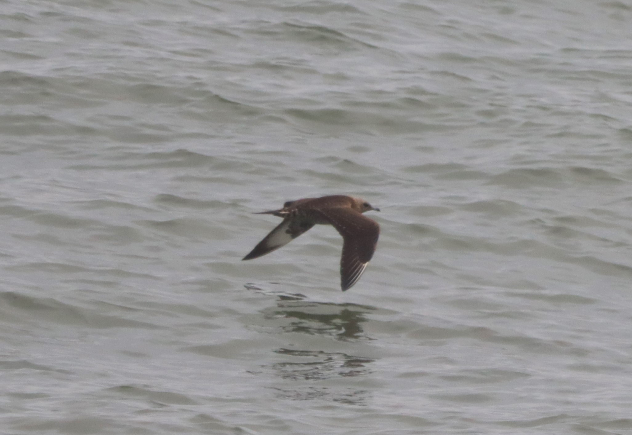 Arctic Skua - 08-10-2023