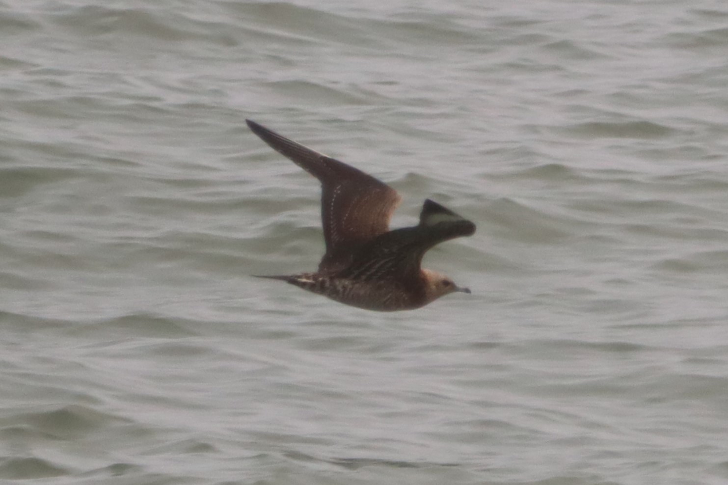 Arctic Skua - 08-10-2023