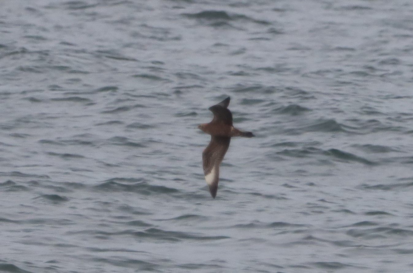 Arctic Skua - 08-10-2023