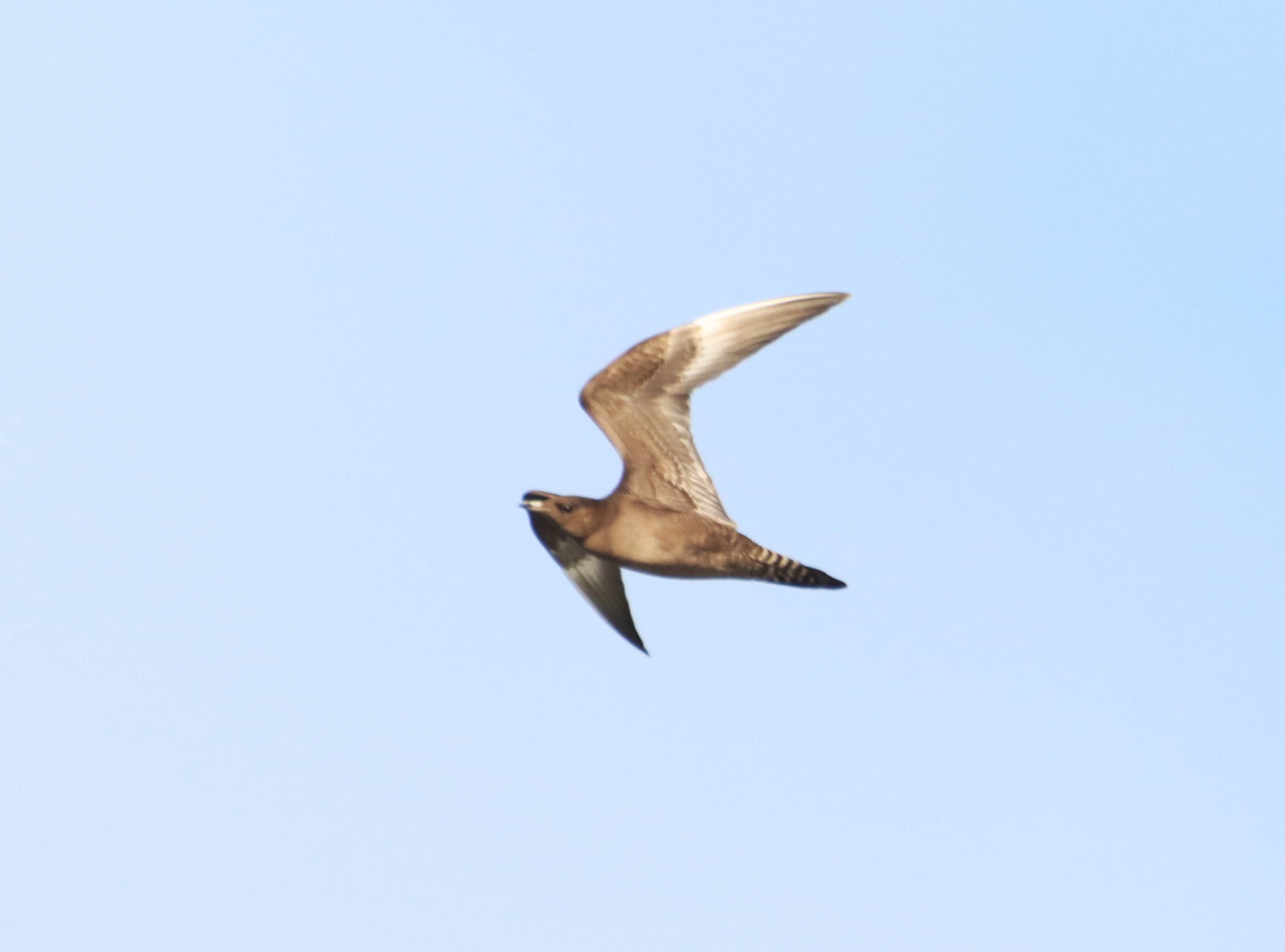 Arctic Skua - 12-09-2024