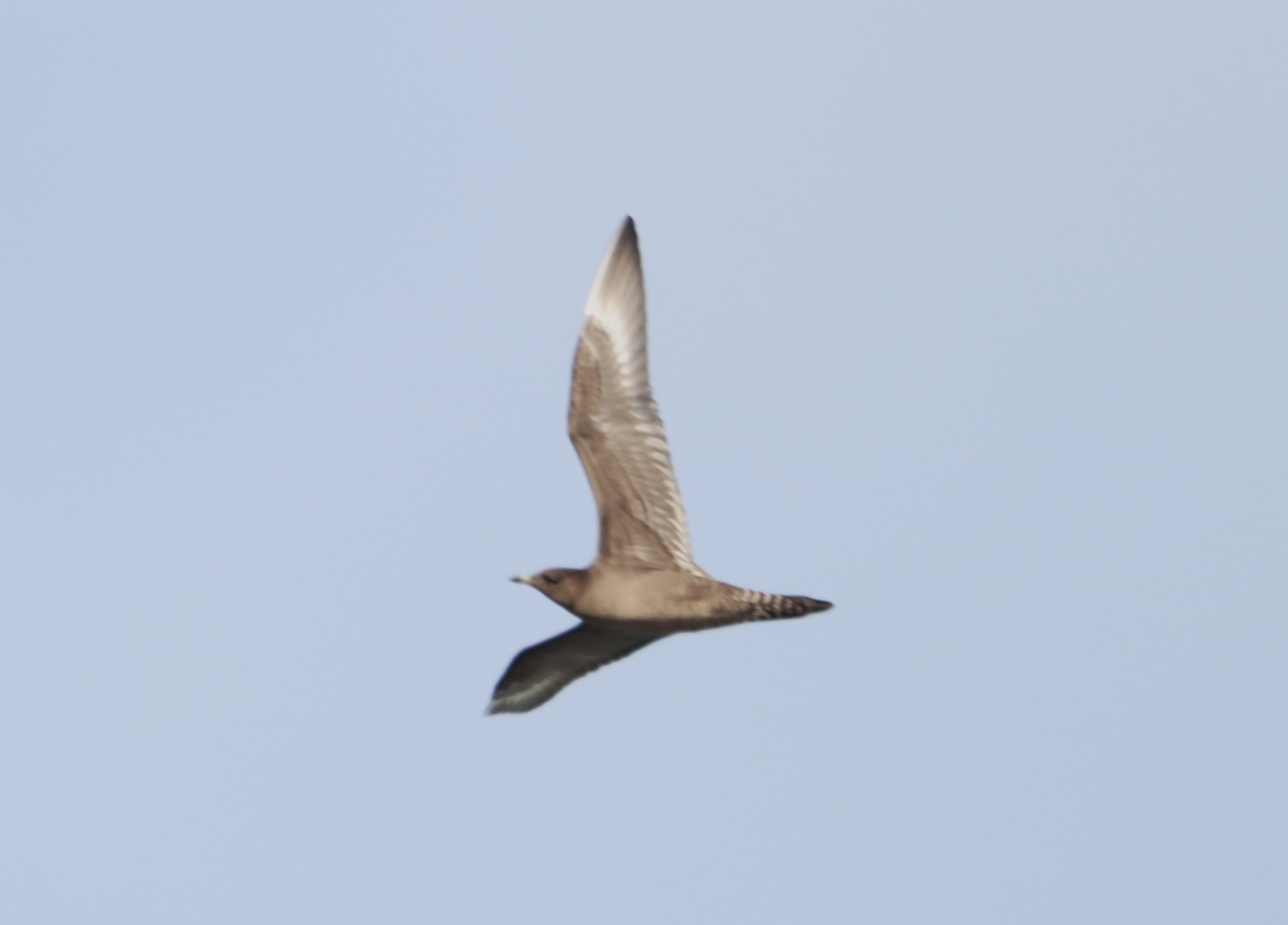 Arctic Skua - 12-09-2024