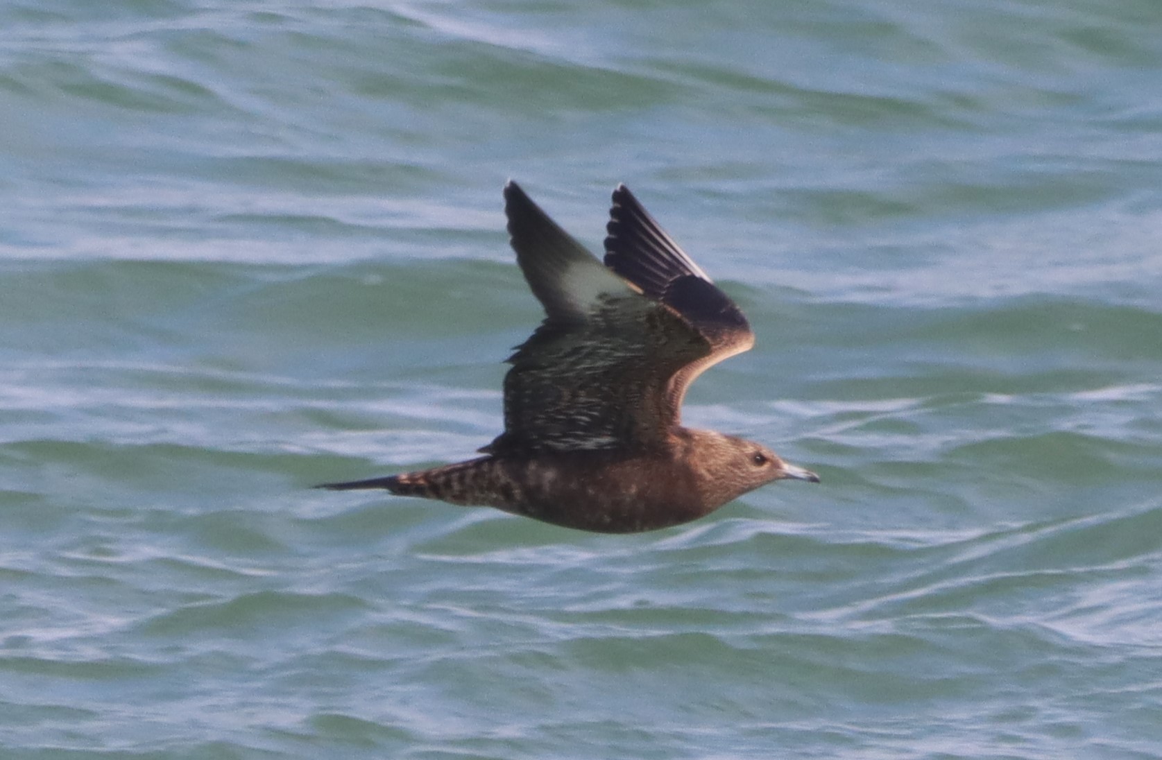 Arctic Skua - 02-09-2022