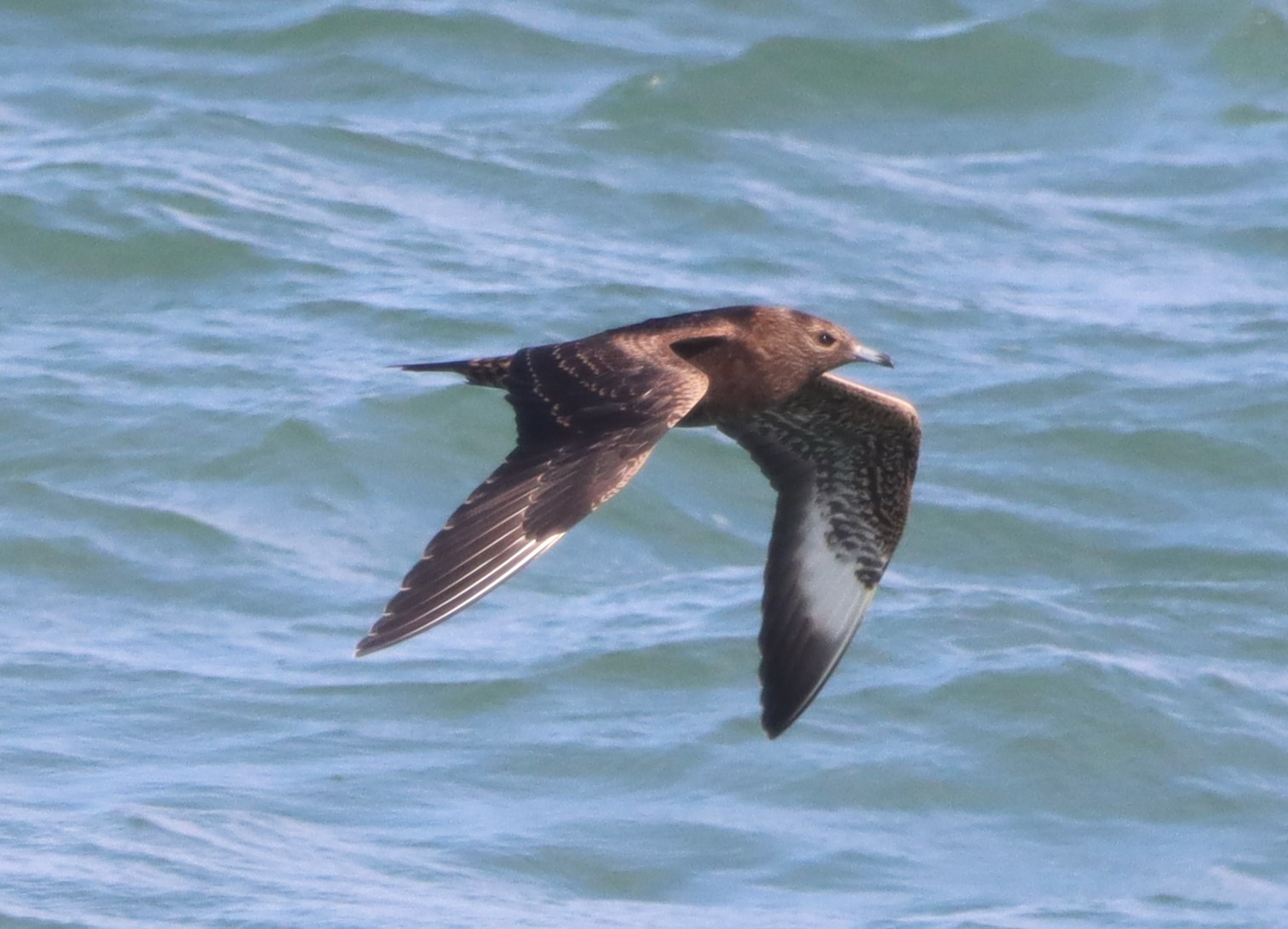 Arctic Skua - 02-09-2022