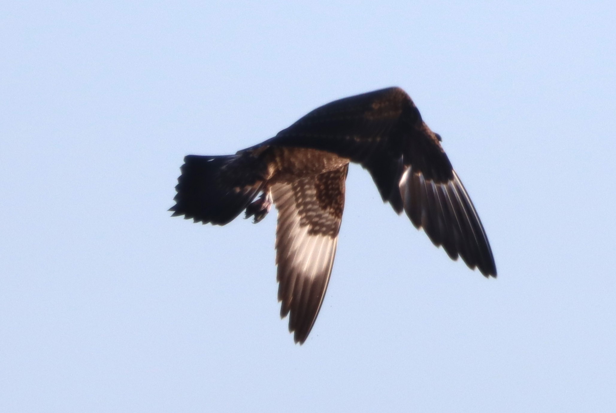 Arctic Skua - 02-09-2023