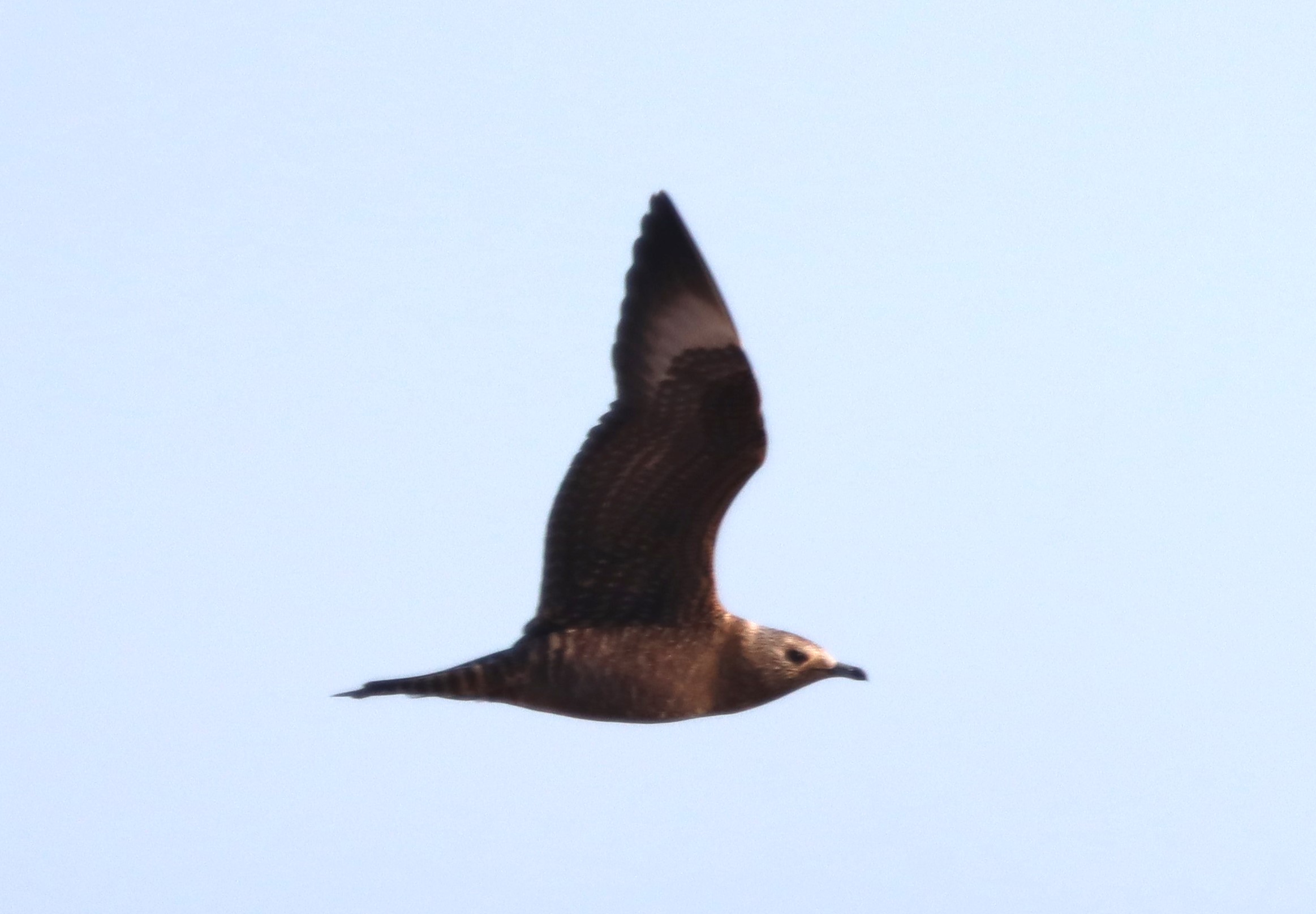 Arctic Skua - 02-09-2023