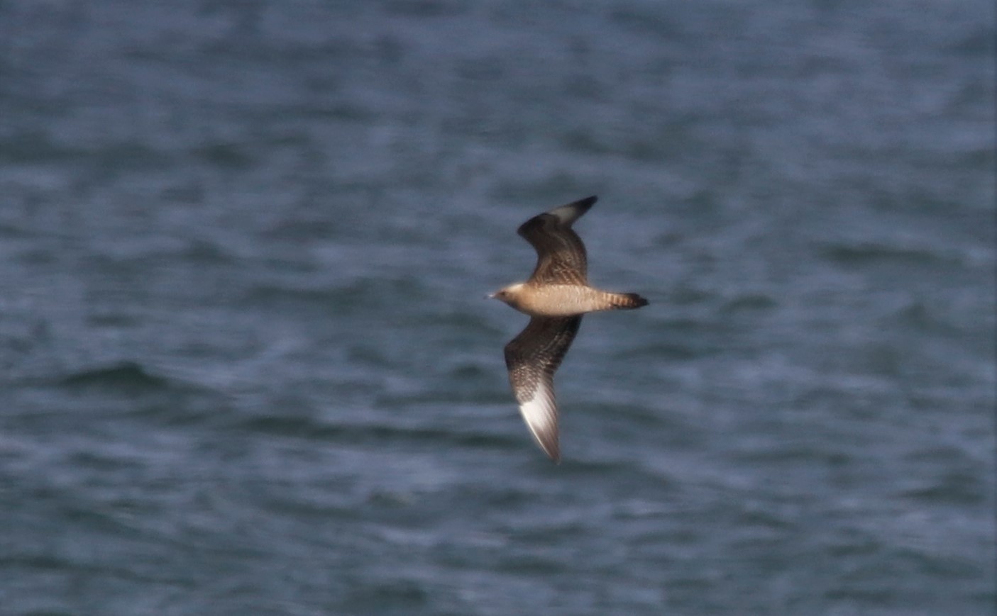 Arctic Skua - 24-09-2021