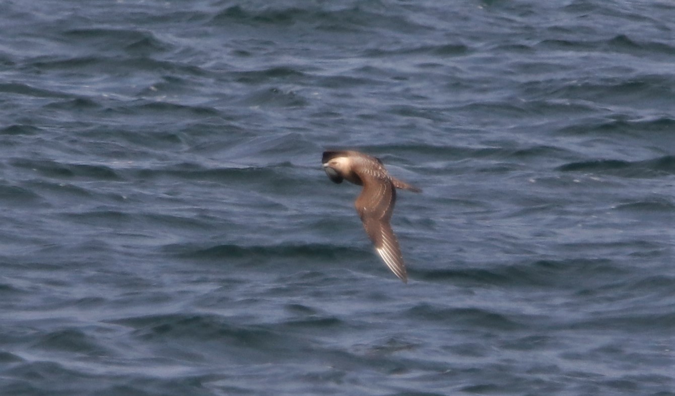 Arctic Skua - 24-09-2021