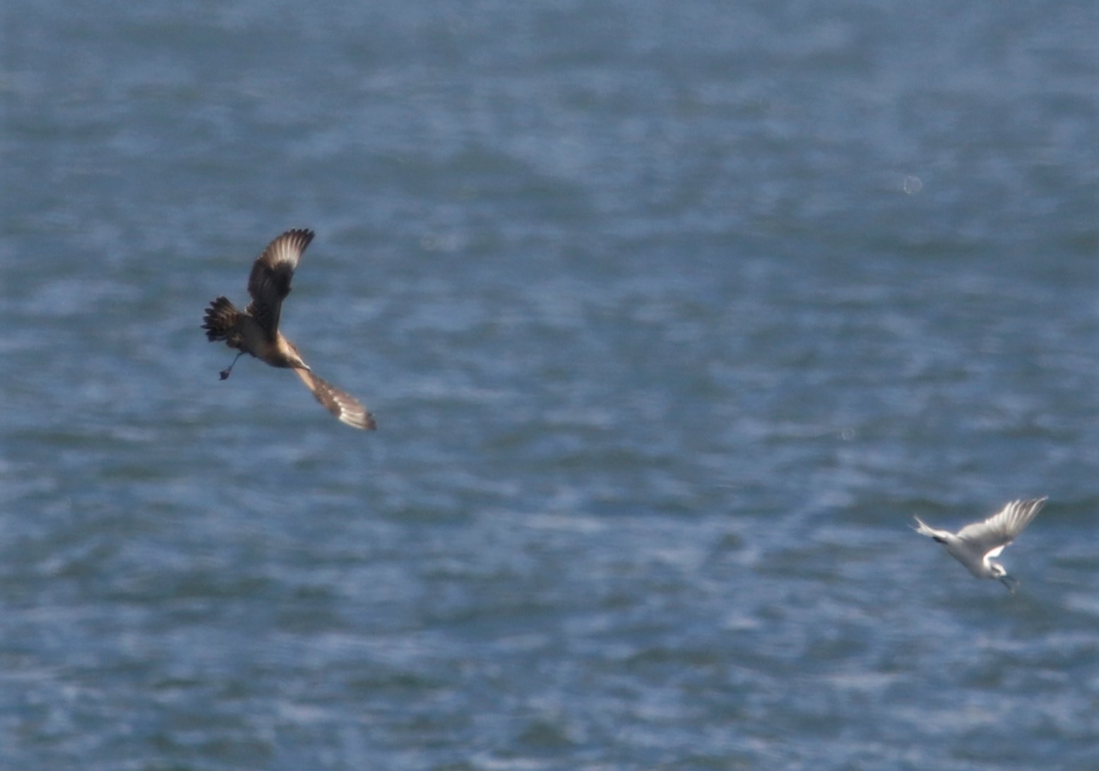 Arctic Skua - 24-09-2021