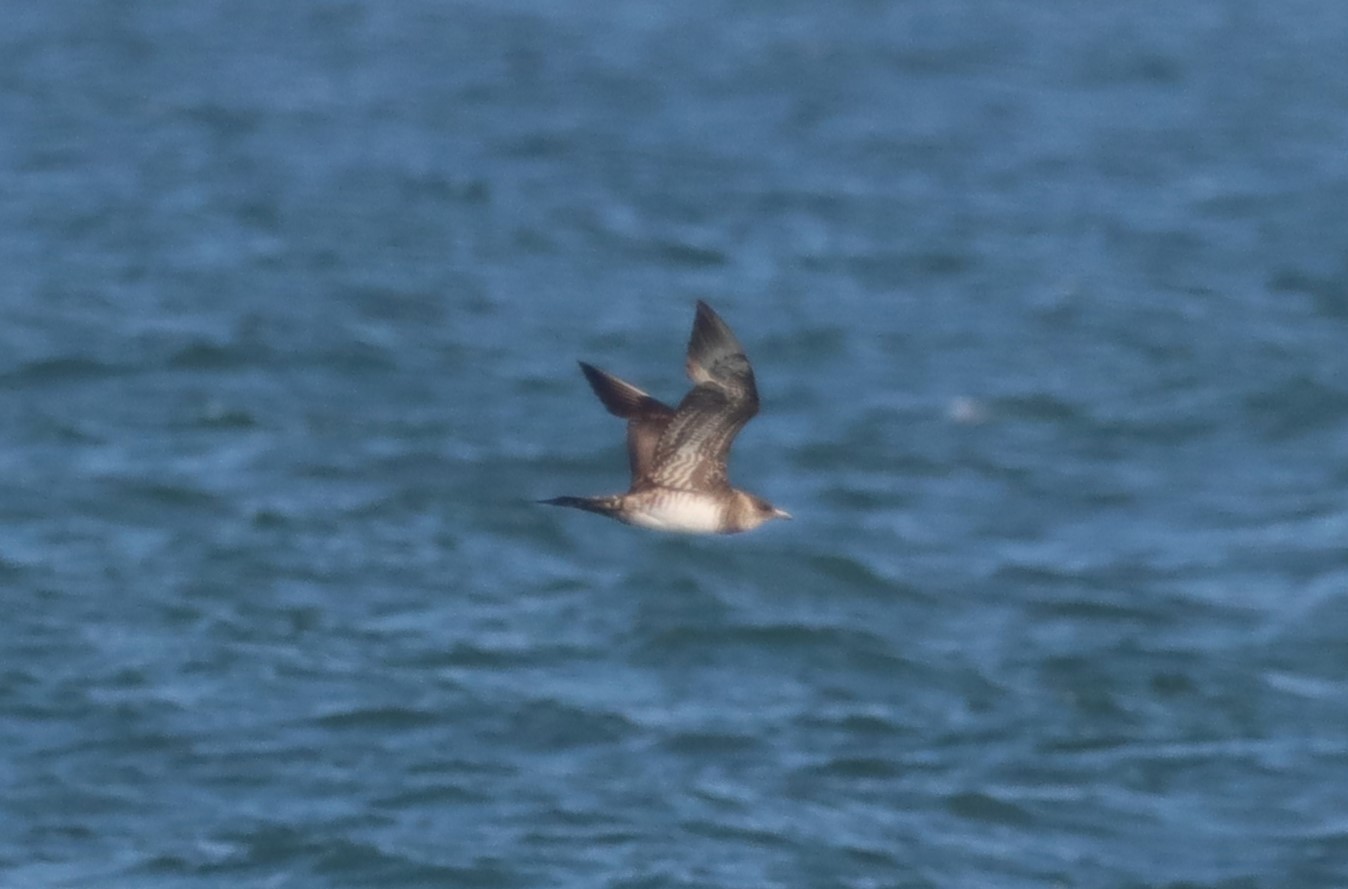 Arctic Skua - 02-09-2022