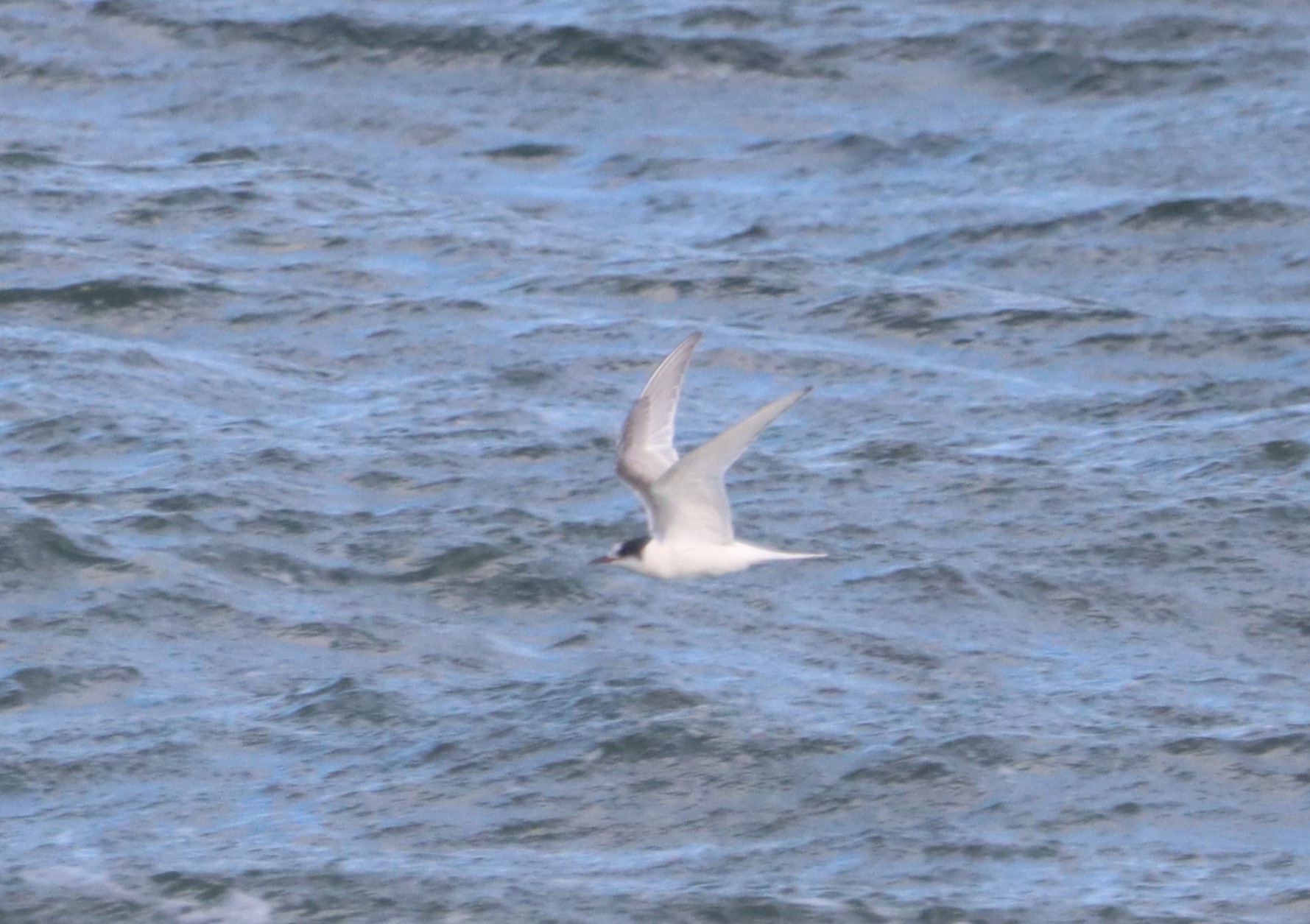 Arctic Tern - 14-10-2023