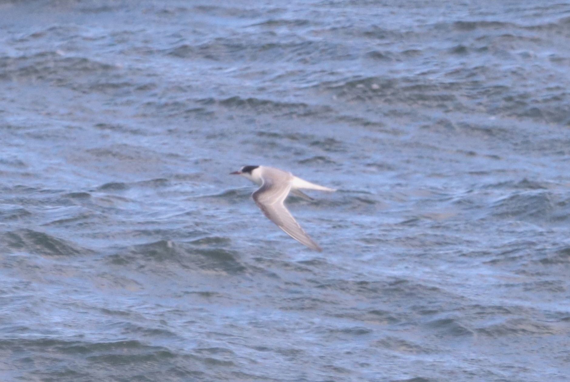 Arctic Tern - 14-10-2023