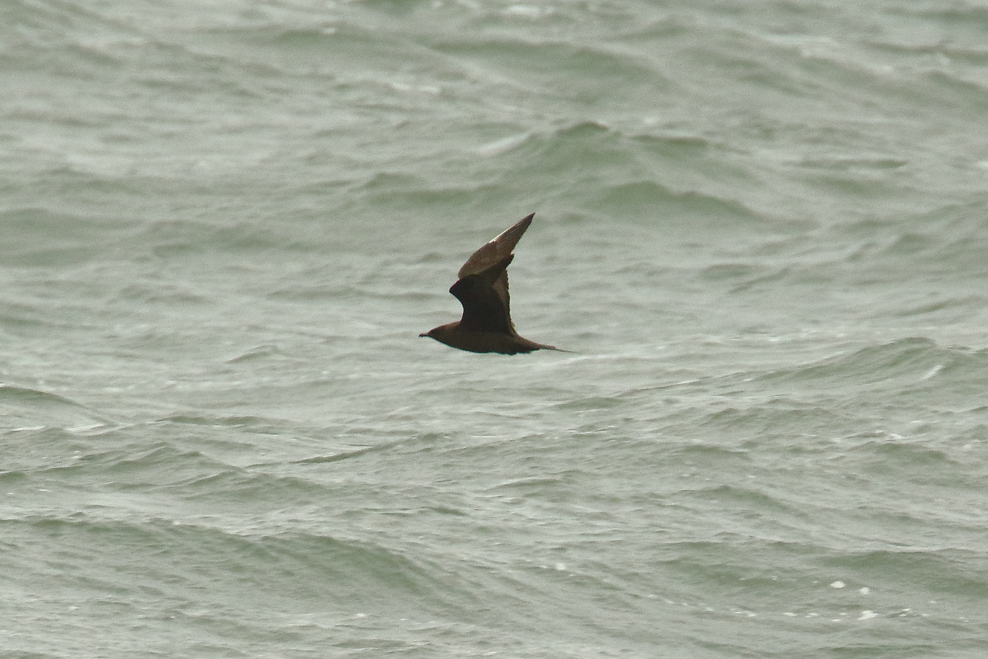 Arctic Skua - 01-07-2021