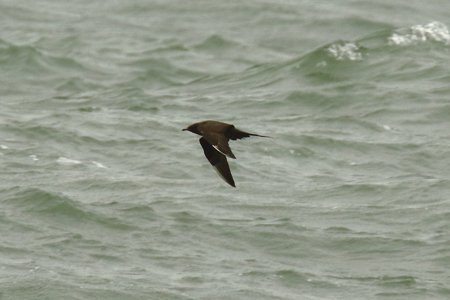 Arctic Skua - 01-07-2021