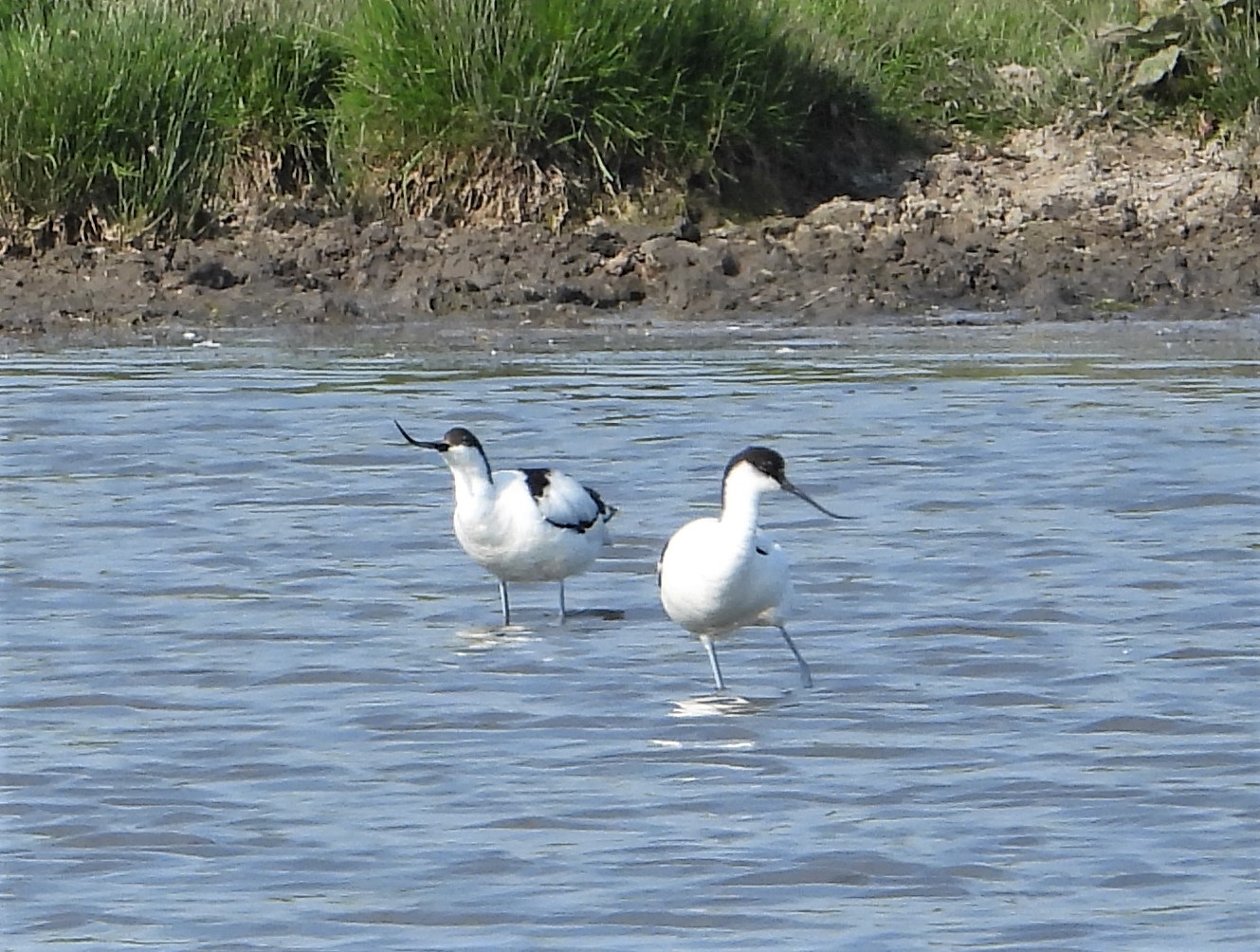 Avocet - 11-06-2023