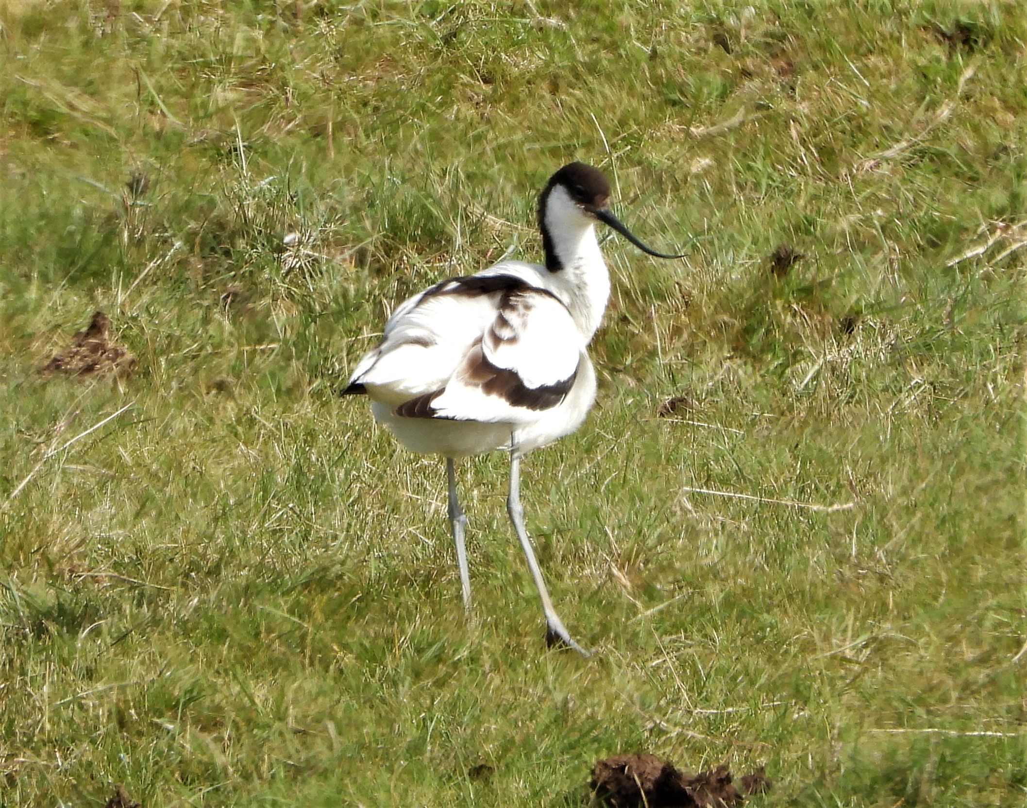 Avocet - 15-06-2021