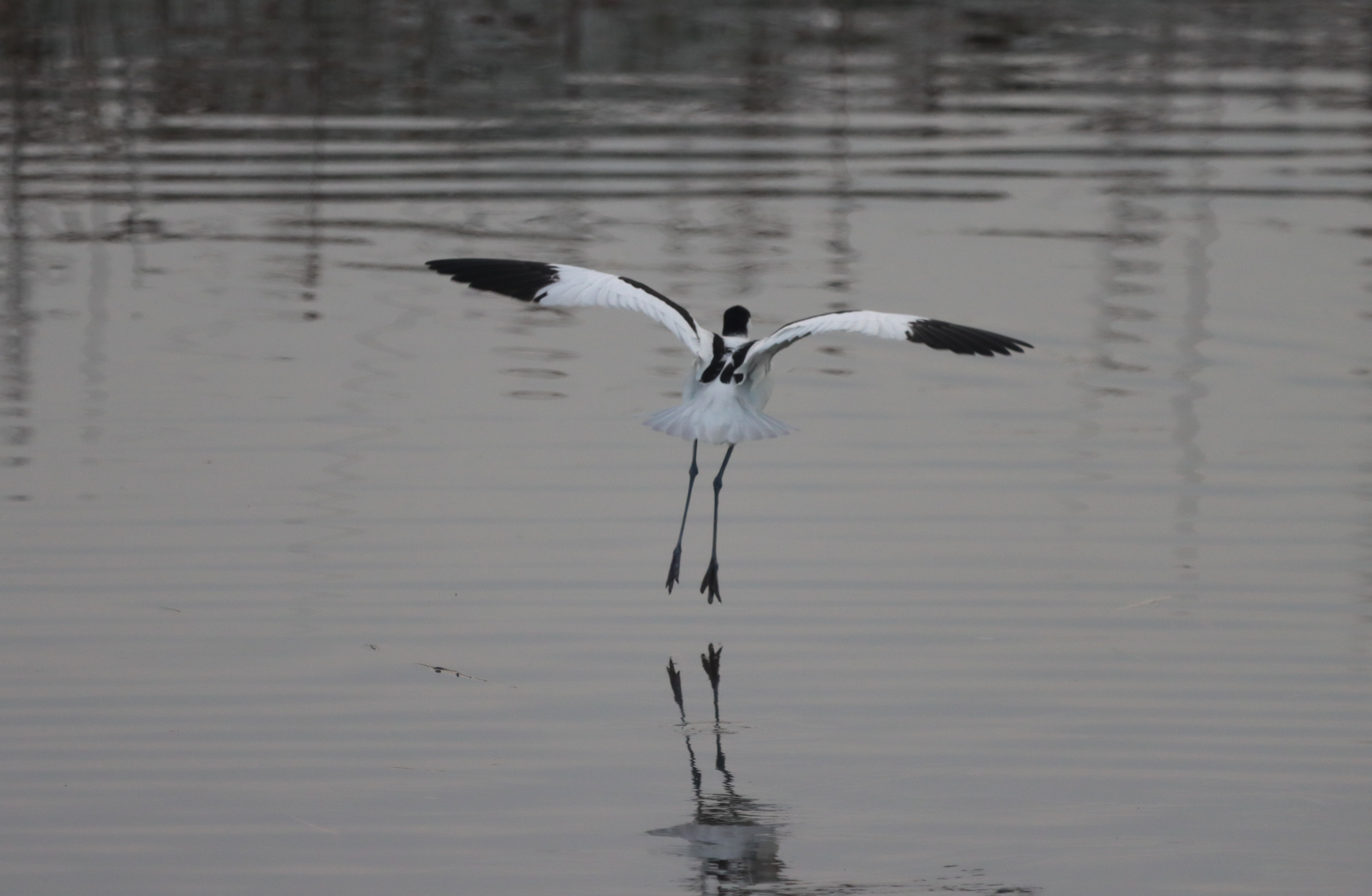 Avocet - 13-12-2022