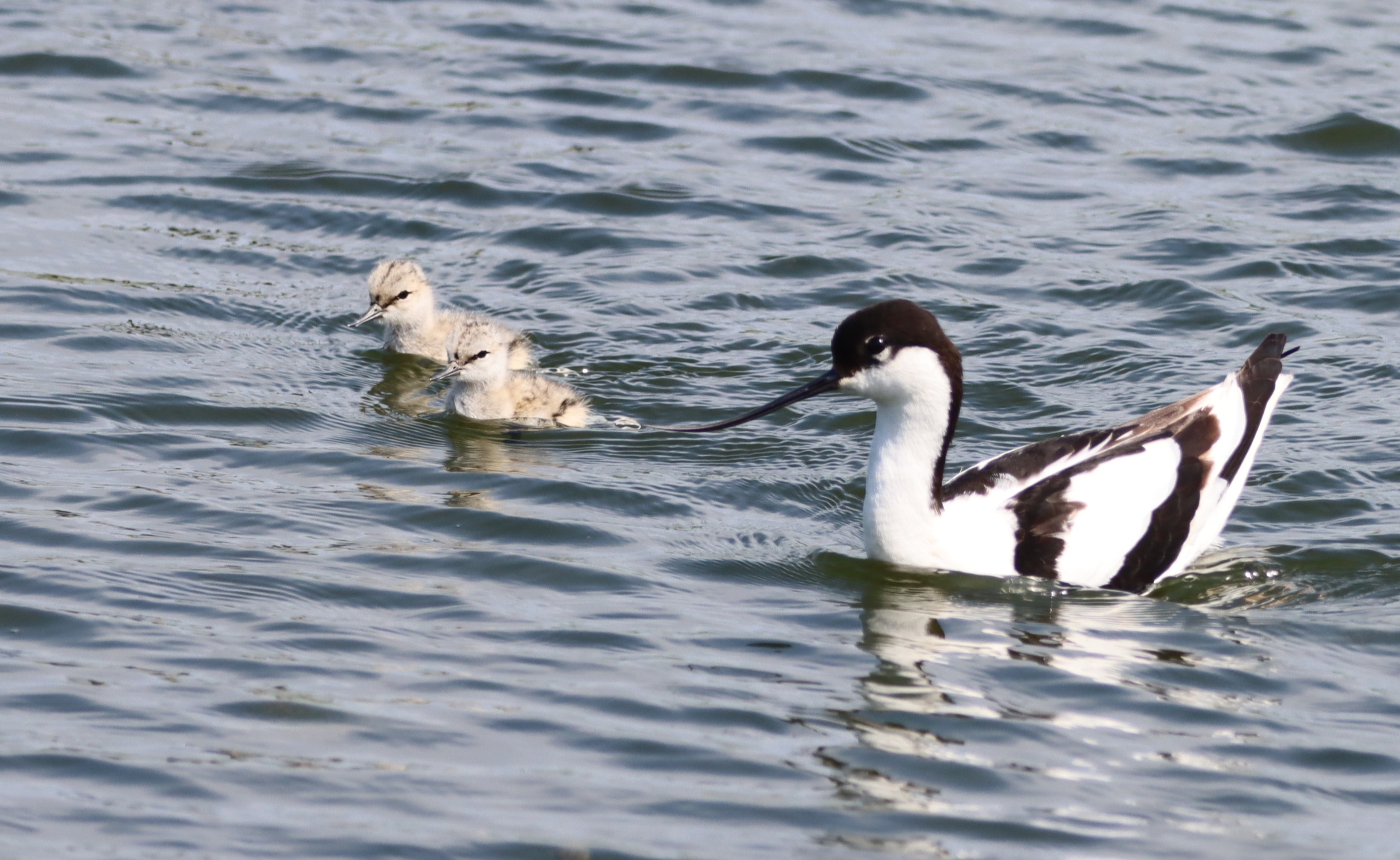 Avocet - 21-05-2023