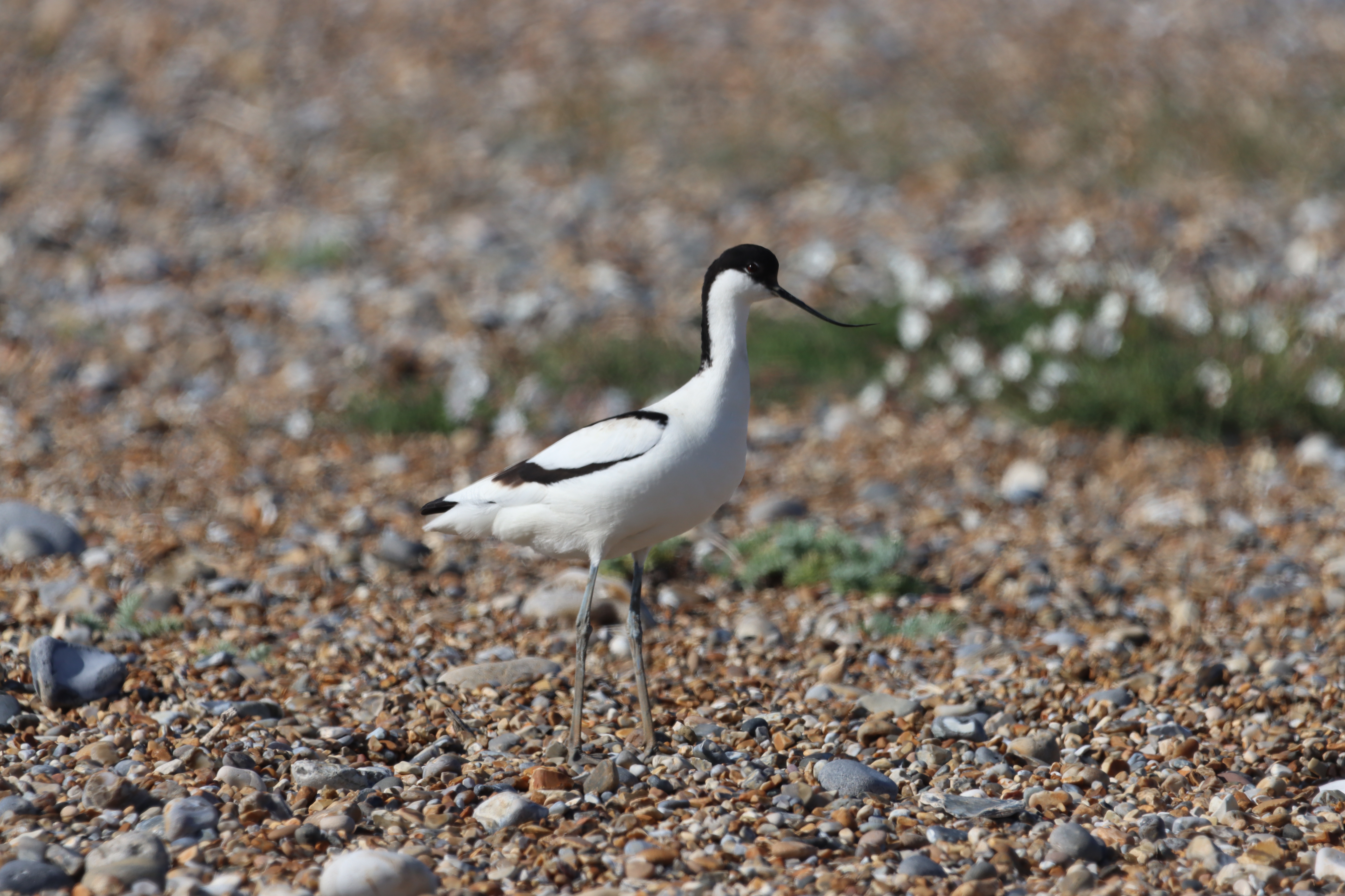 Avocet - 03-05-2022