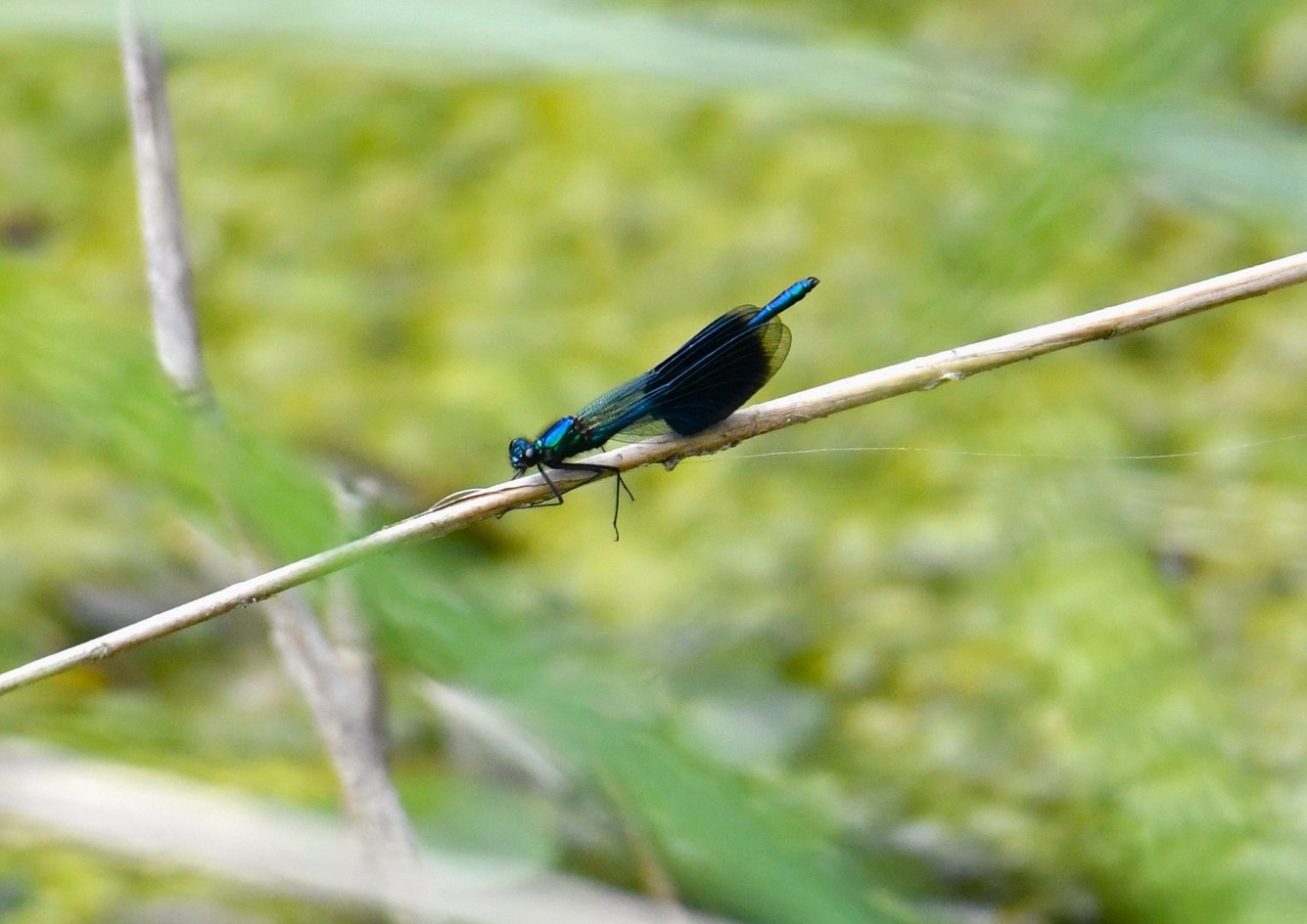 Banded Demoiselle - 28-07-2023