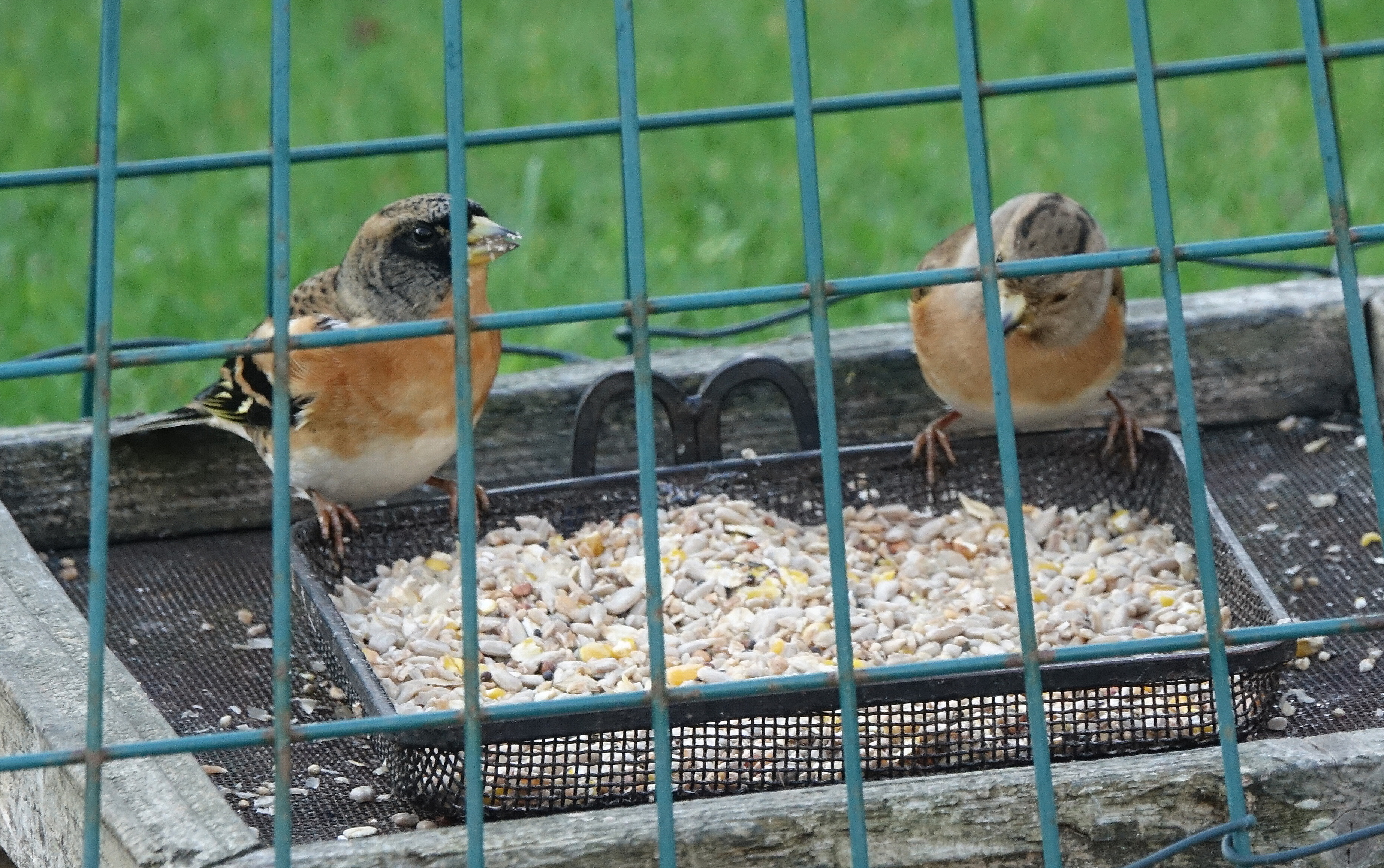 Brambling - 08-10-2023