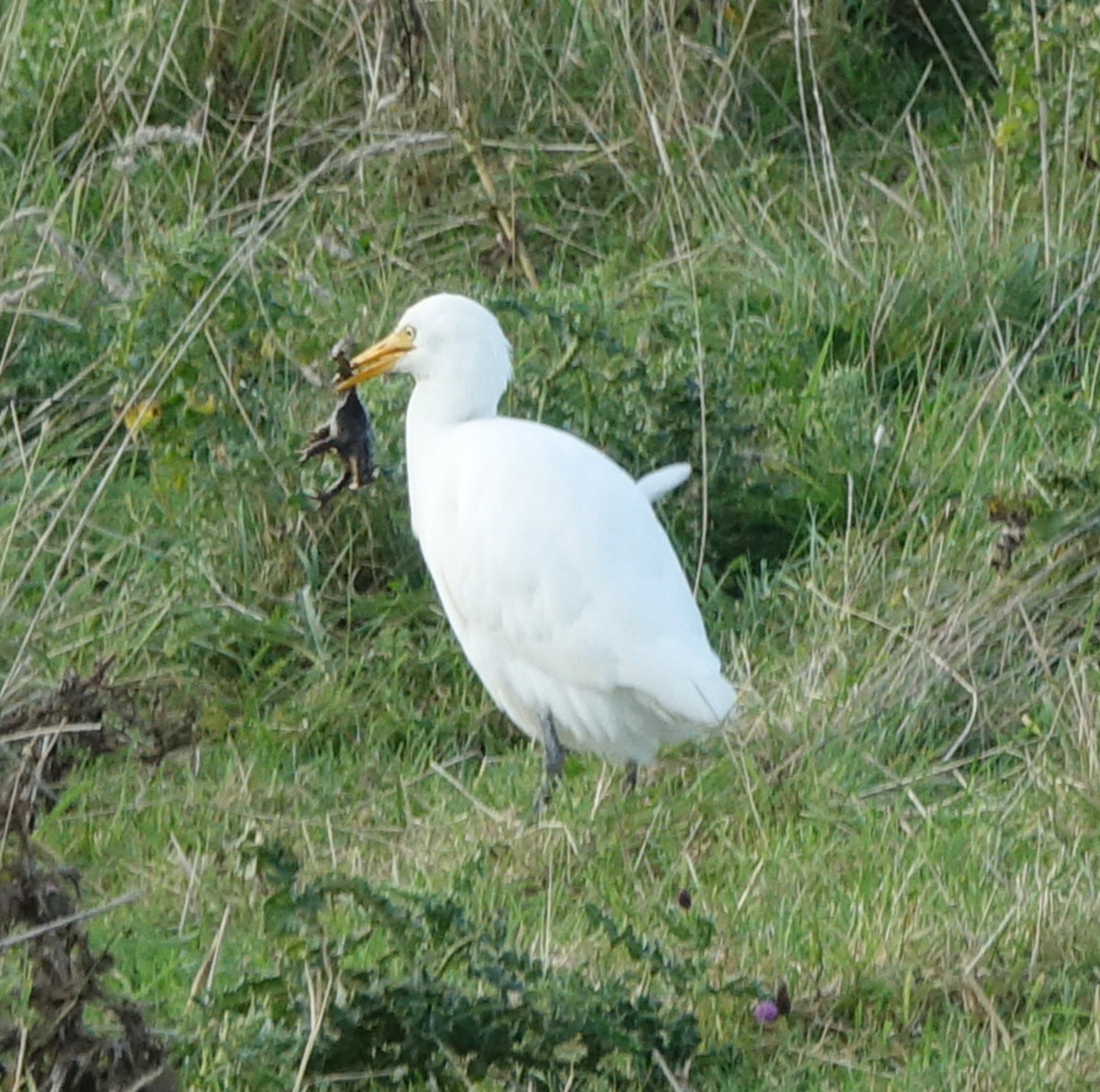 Cattle Egret - 22-10-2023