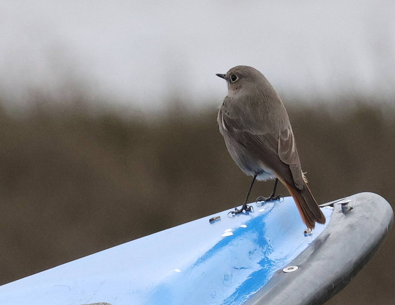 Black Redstart - 25-03-2025
