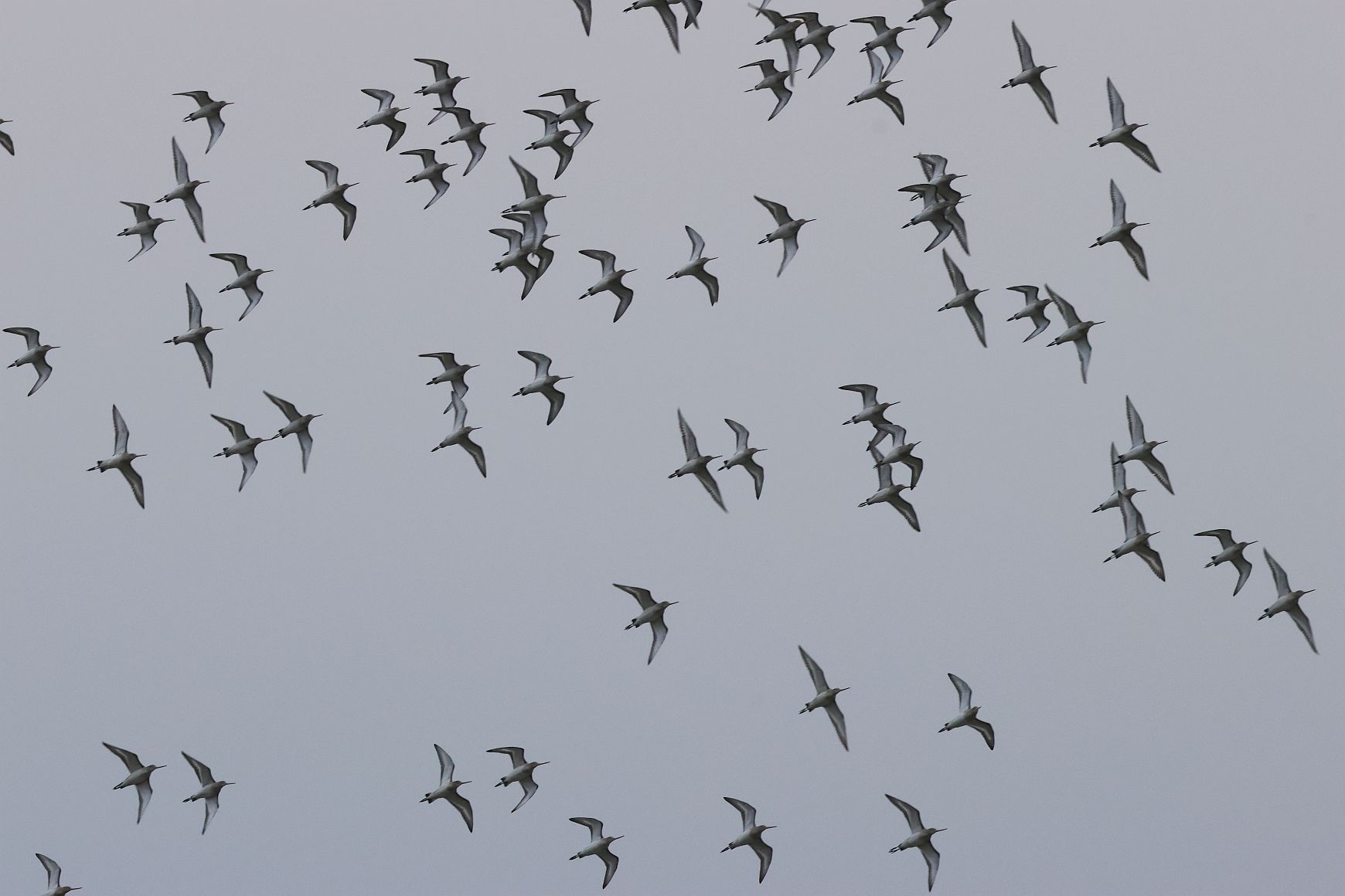 Black-tailed Godwit - 02-02-2026
