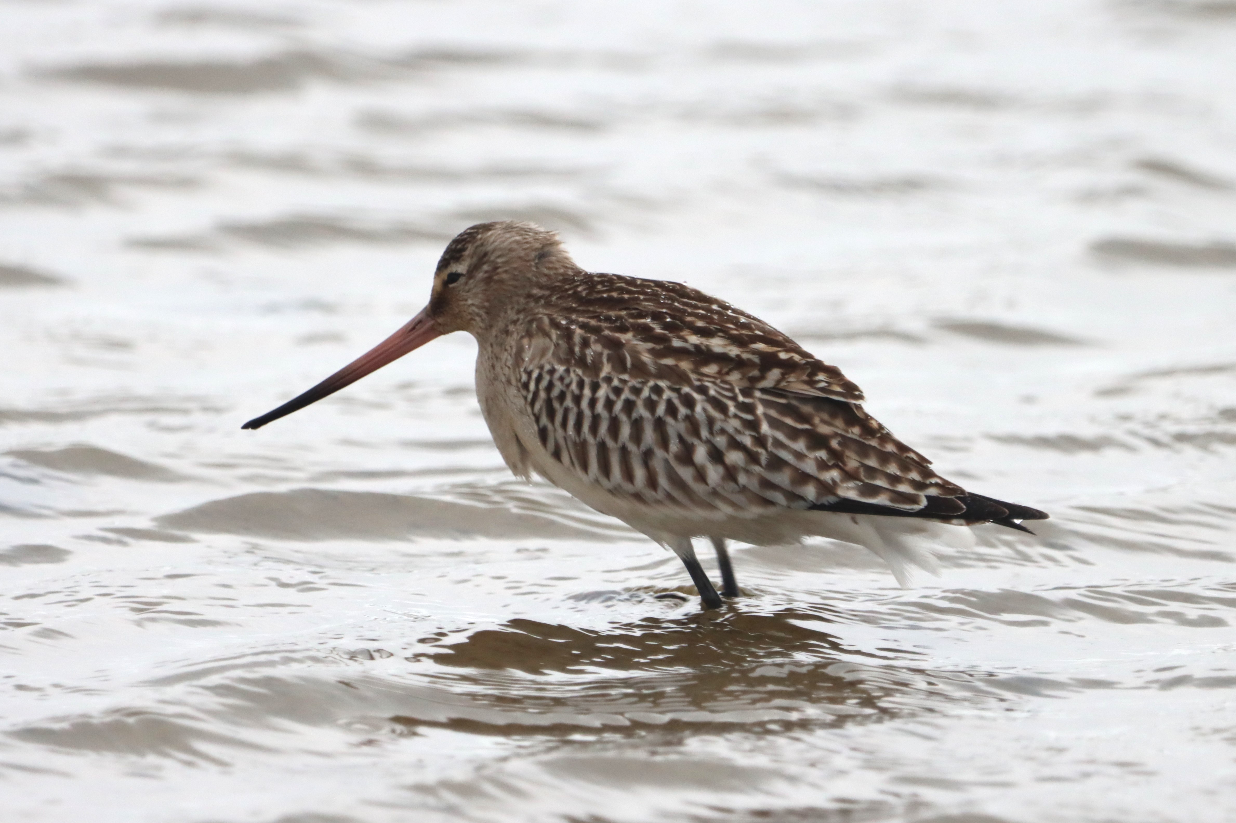 Bar-tailed Godwit - 17-09-2023