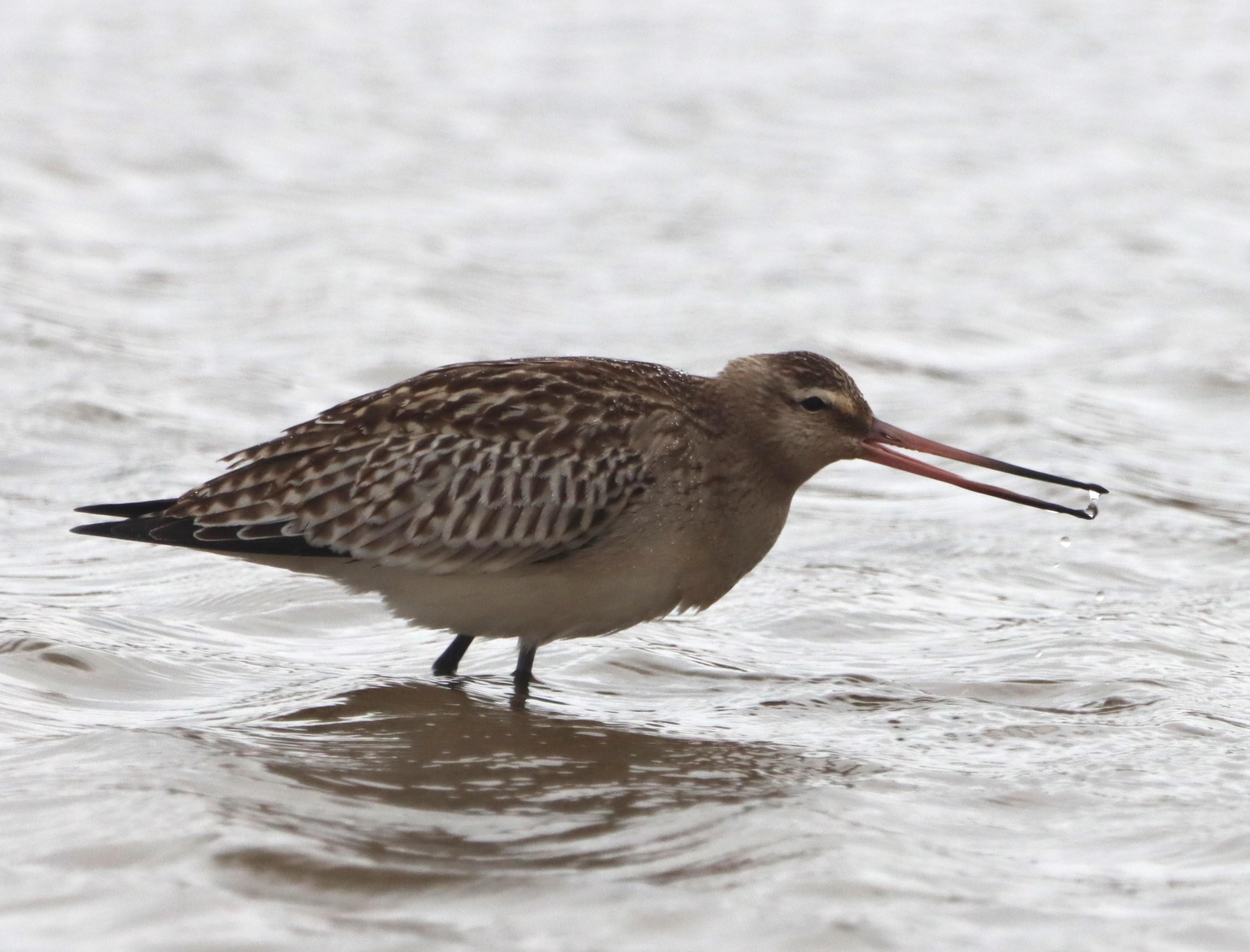 Bar-tailed Godwit - 17-09-2023