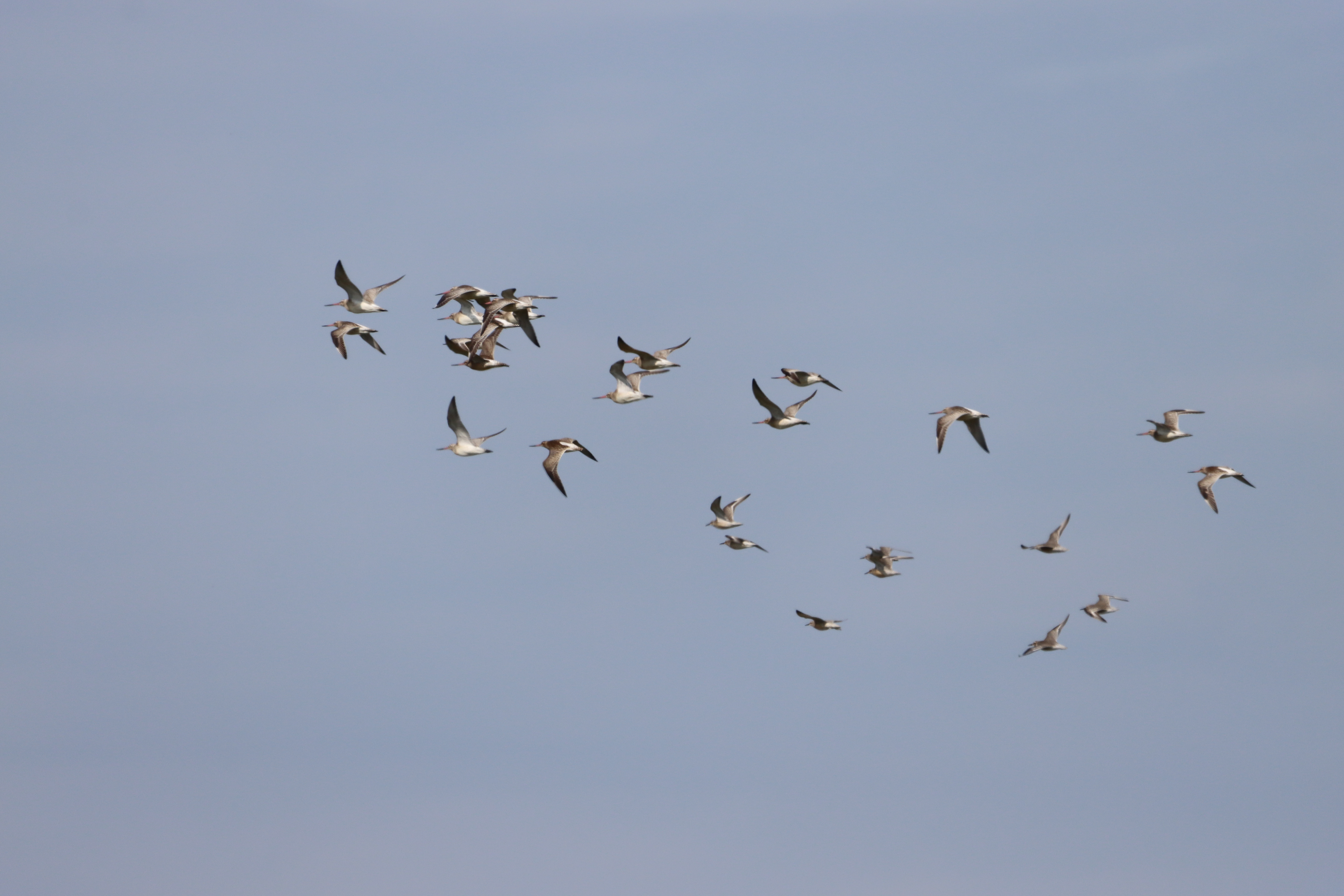 Bar-tailed Godwit - 24-08-2023