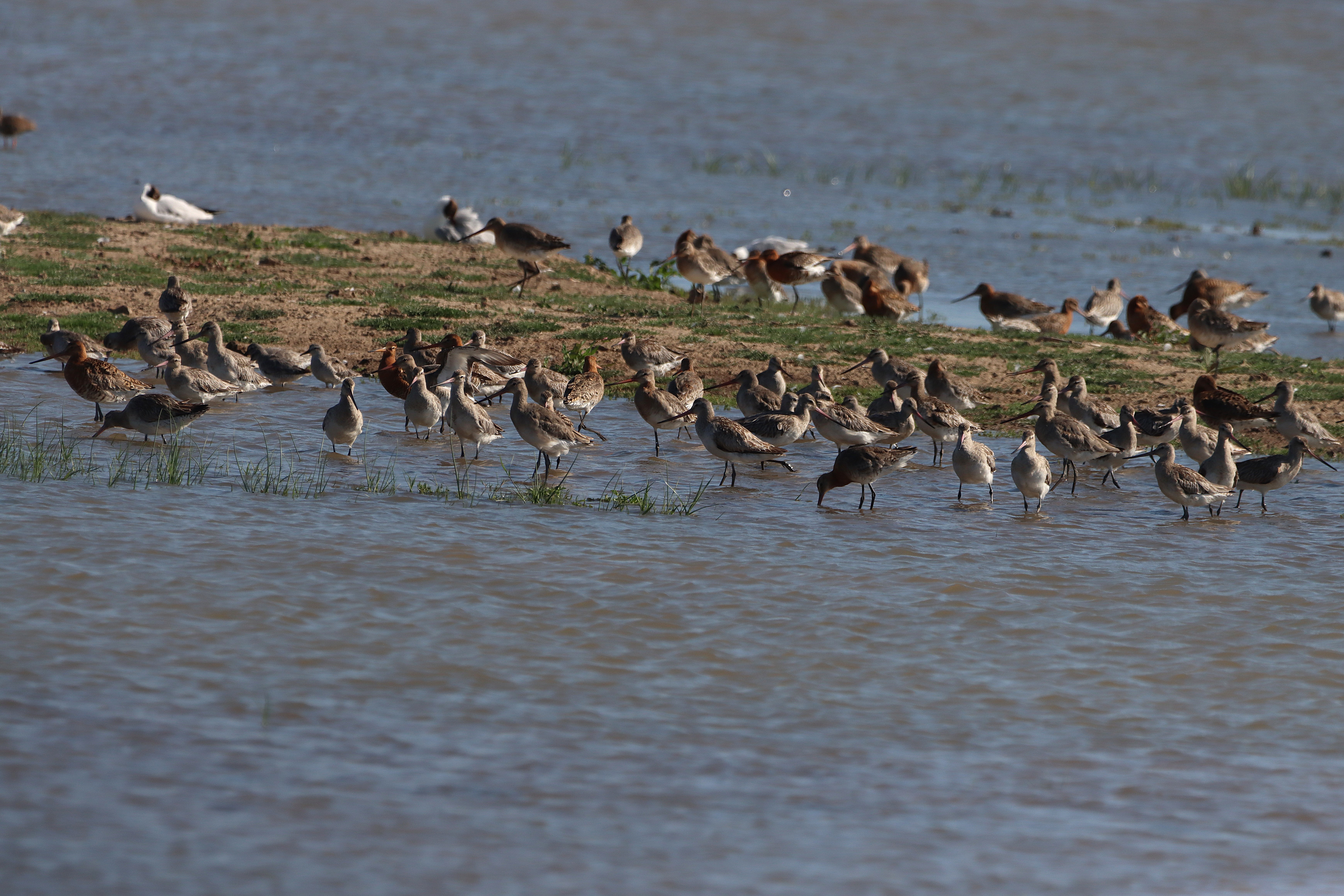 Bar-tailed Godwit - 22-06-2025