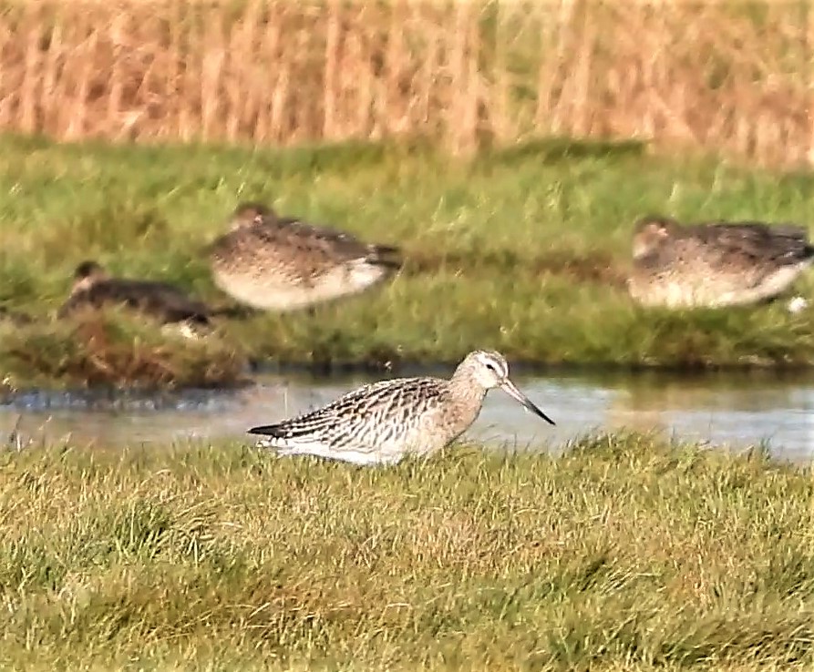 Bar-tailed Godwit - 21-01-2022