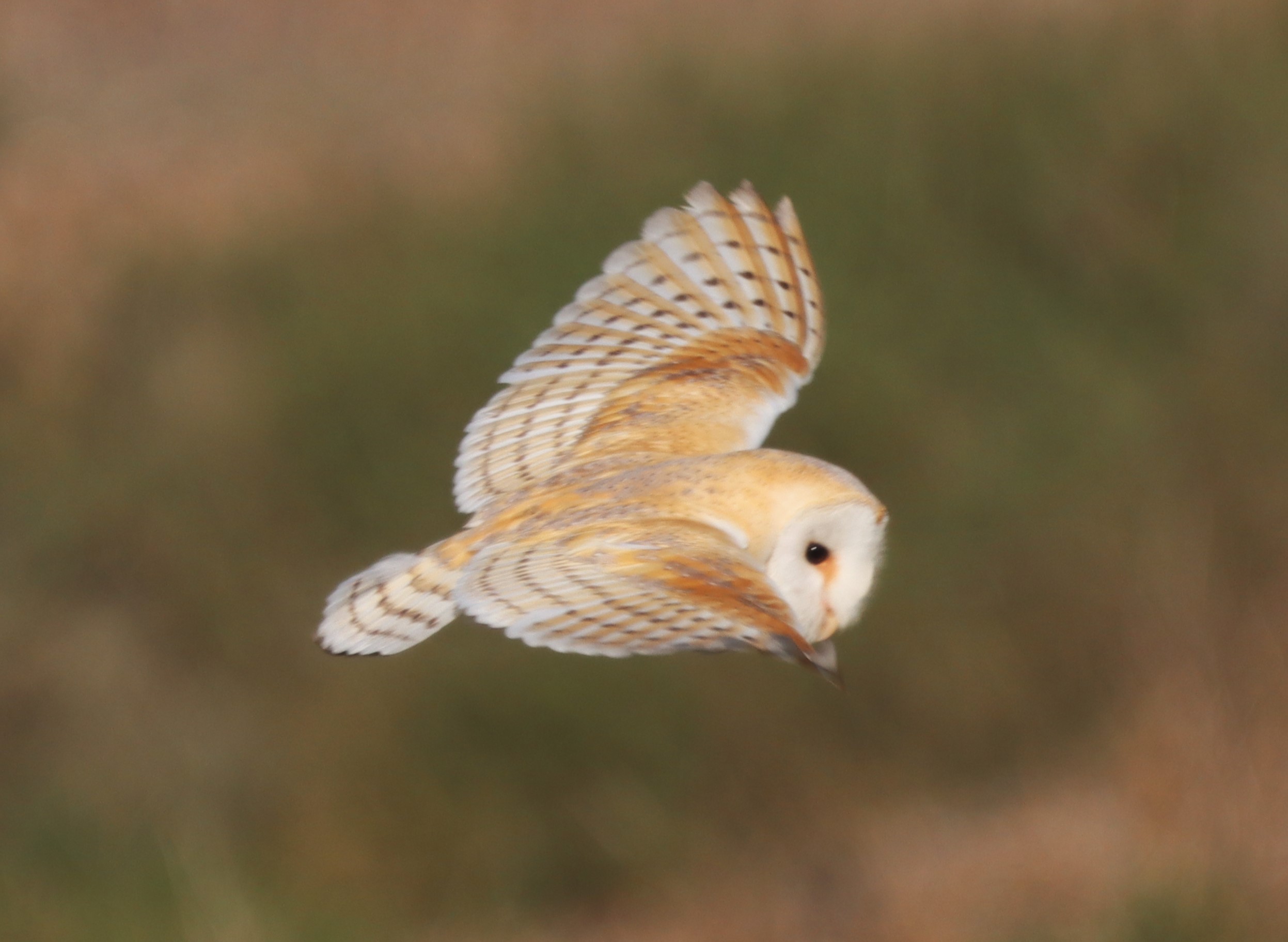 Barn Owl - 27-03-2023