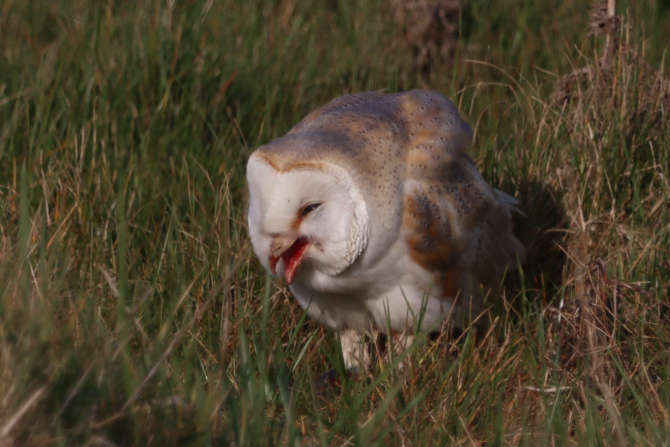 Barn Owl - 30-03-2021