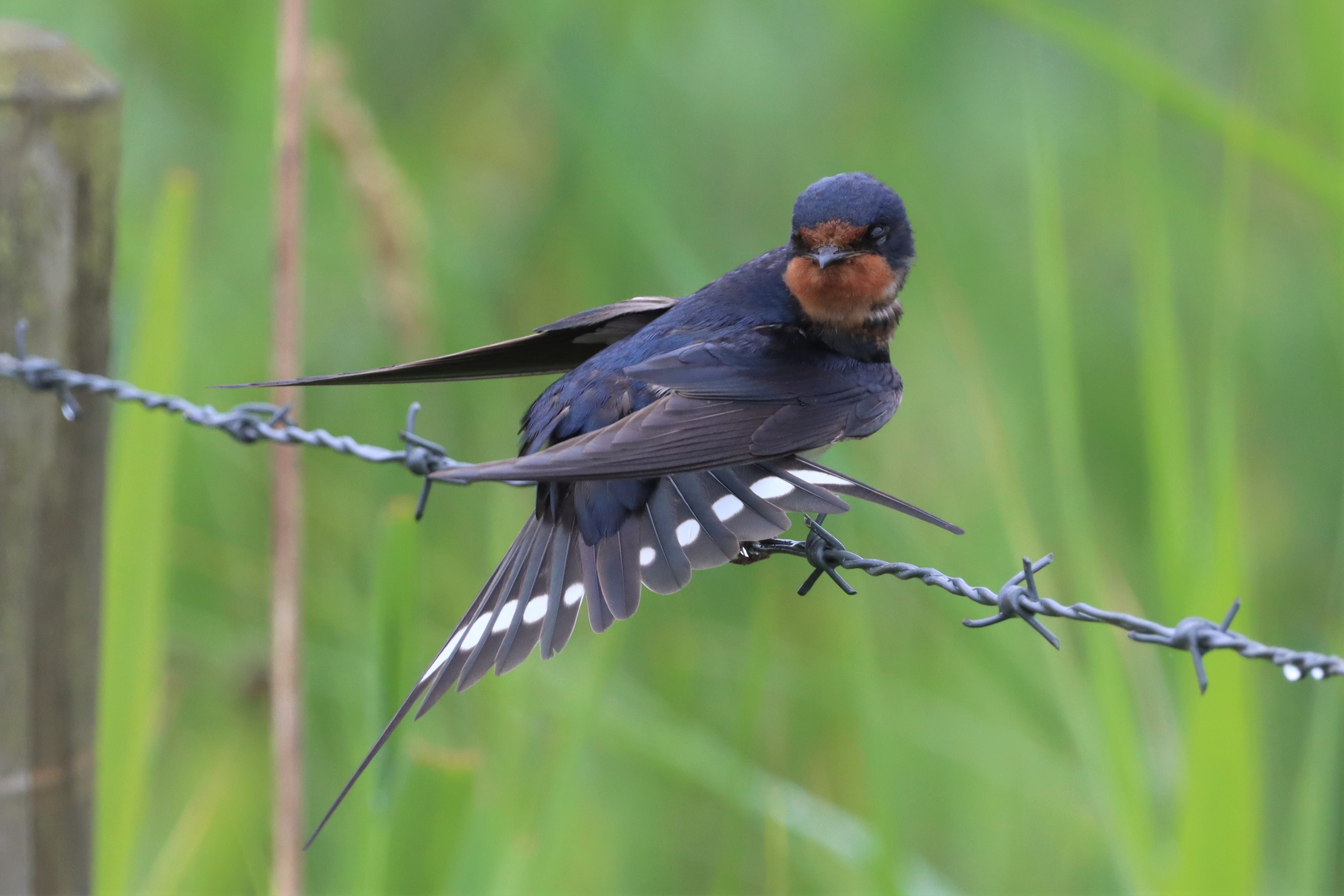 Swallow - 01-08-2021