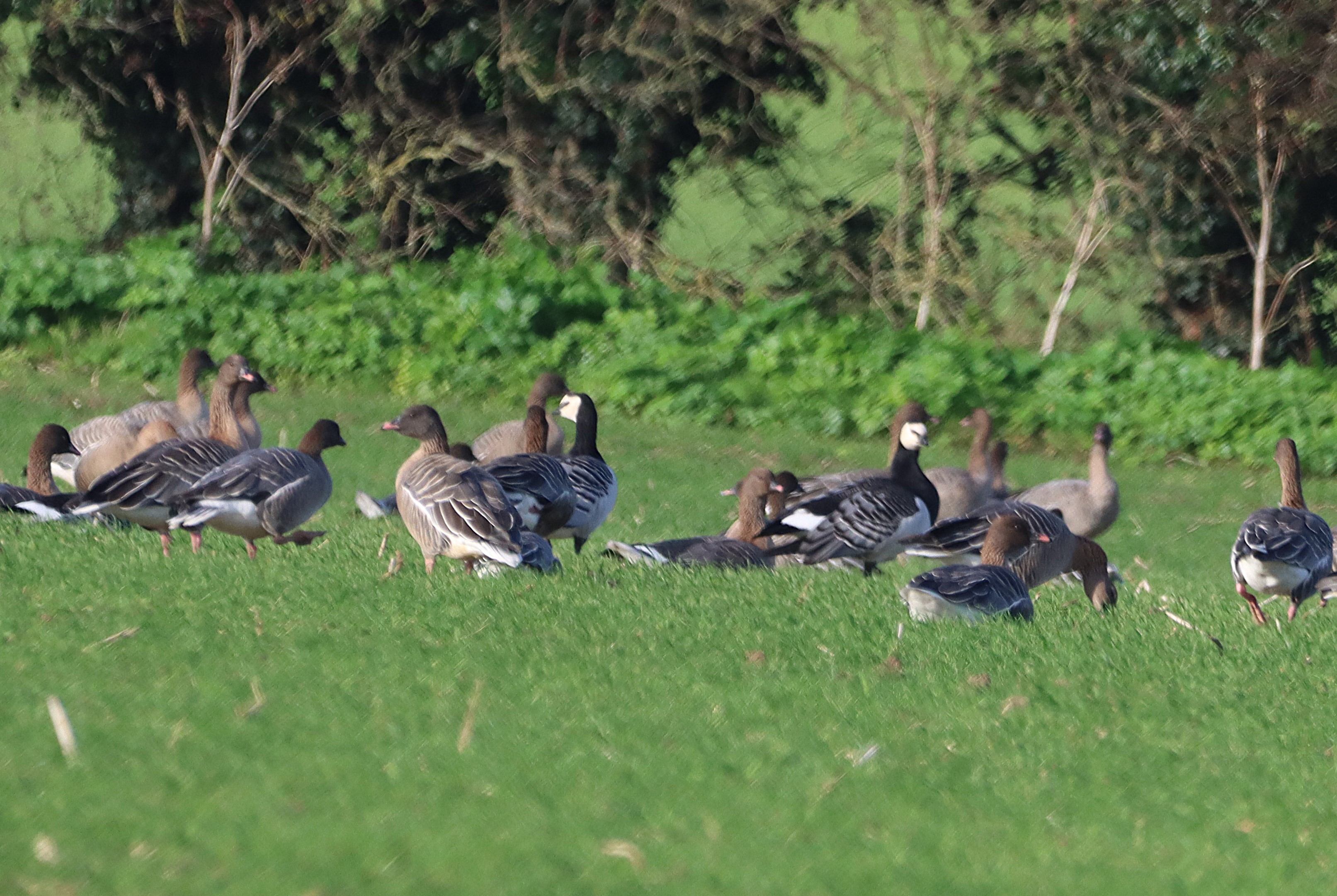 Barnacle Goose - 12-11-2024