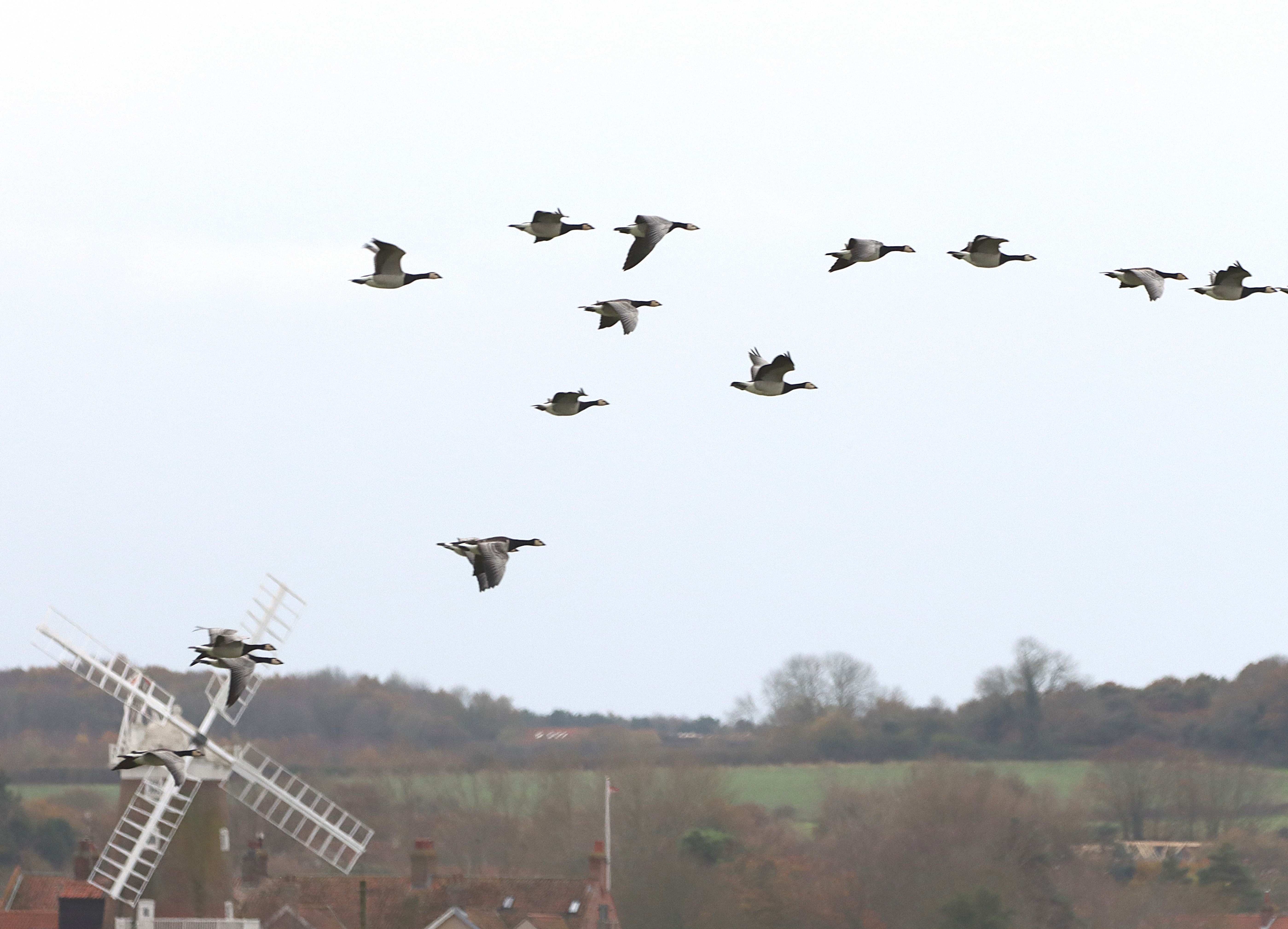 Barnacle Goose - 19-11-2024