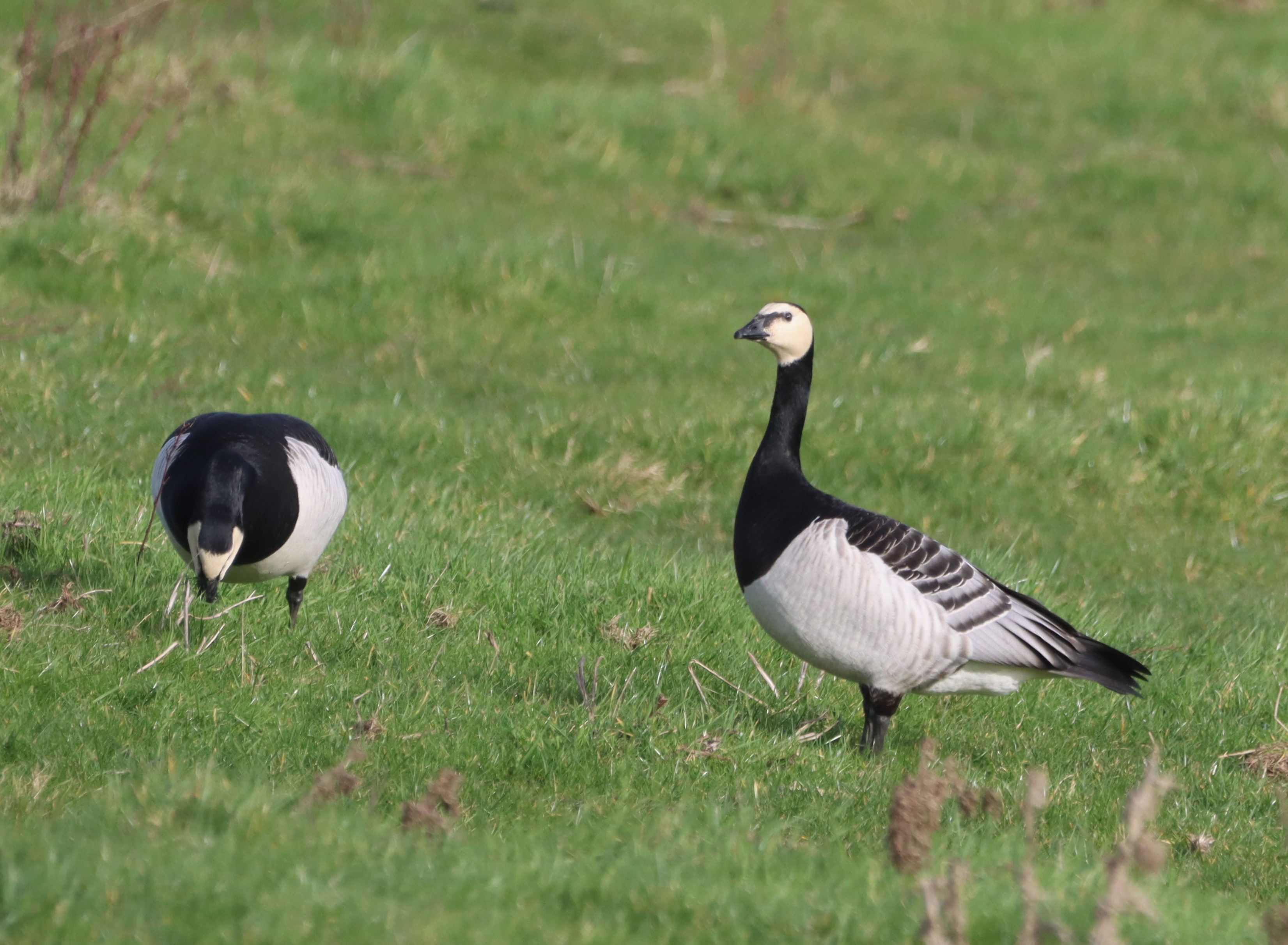 Barnacle Goose - 23-02-2026