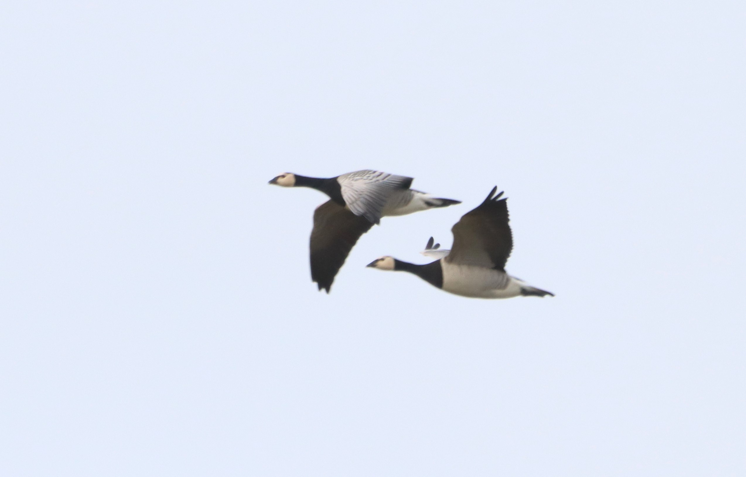 Barnacle Goose - 23-02-2026