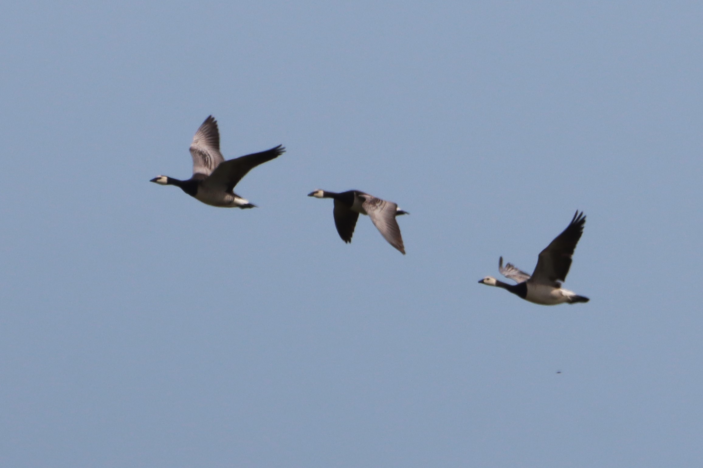 Barnacle Goose - 07-06-2026